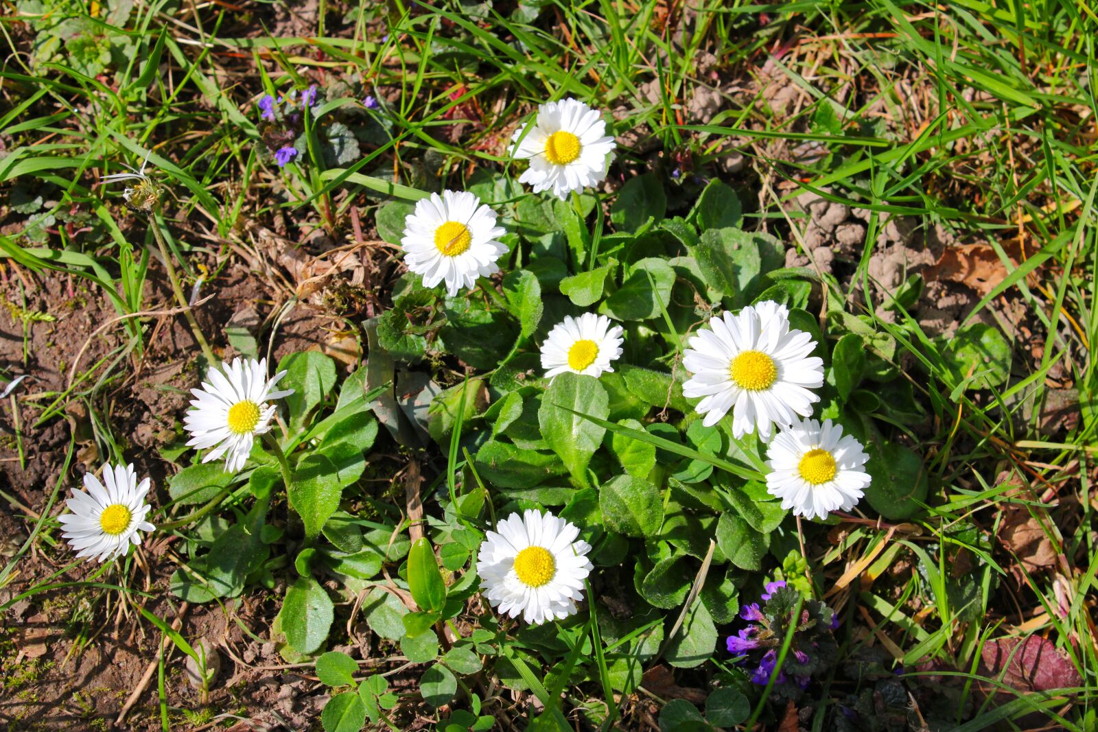 Canon EOS 2000D (EOS Rebel T7 / EOS Kiss X90 / EOS 1500D) sample photo. Daisy, flower, blossom photography