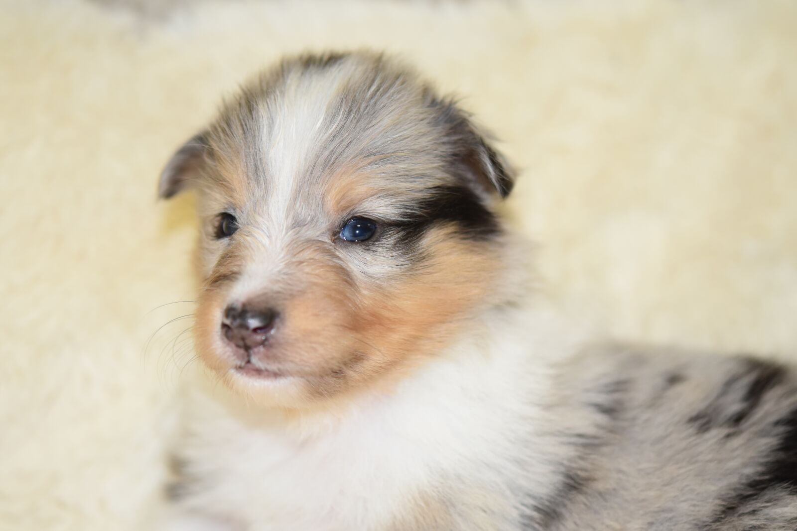 Nikon D5600 sample photo. Puppy, puppy shetland sheepdog photography