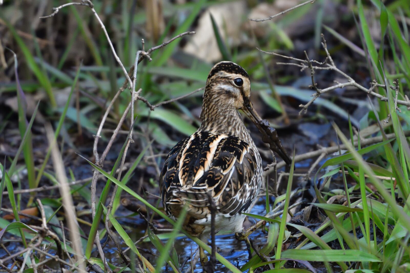 Nikon D500 sample photo. Natural, wild animals, bird photography