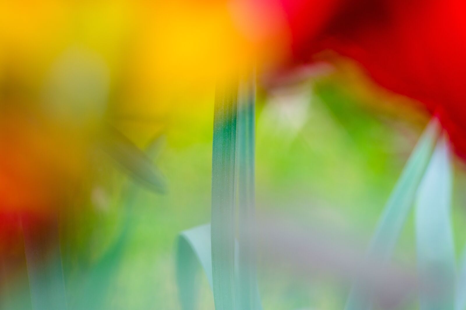 Pentax KP + Sigma sample photo. Abstract, nature, bokeh photography