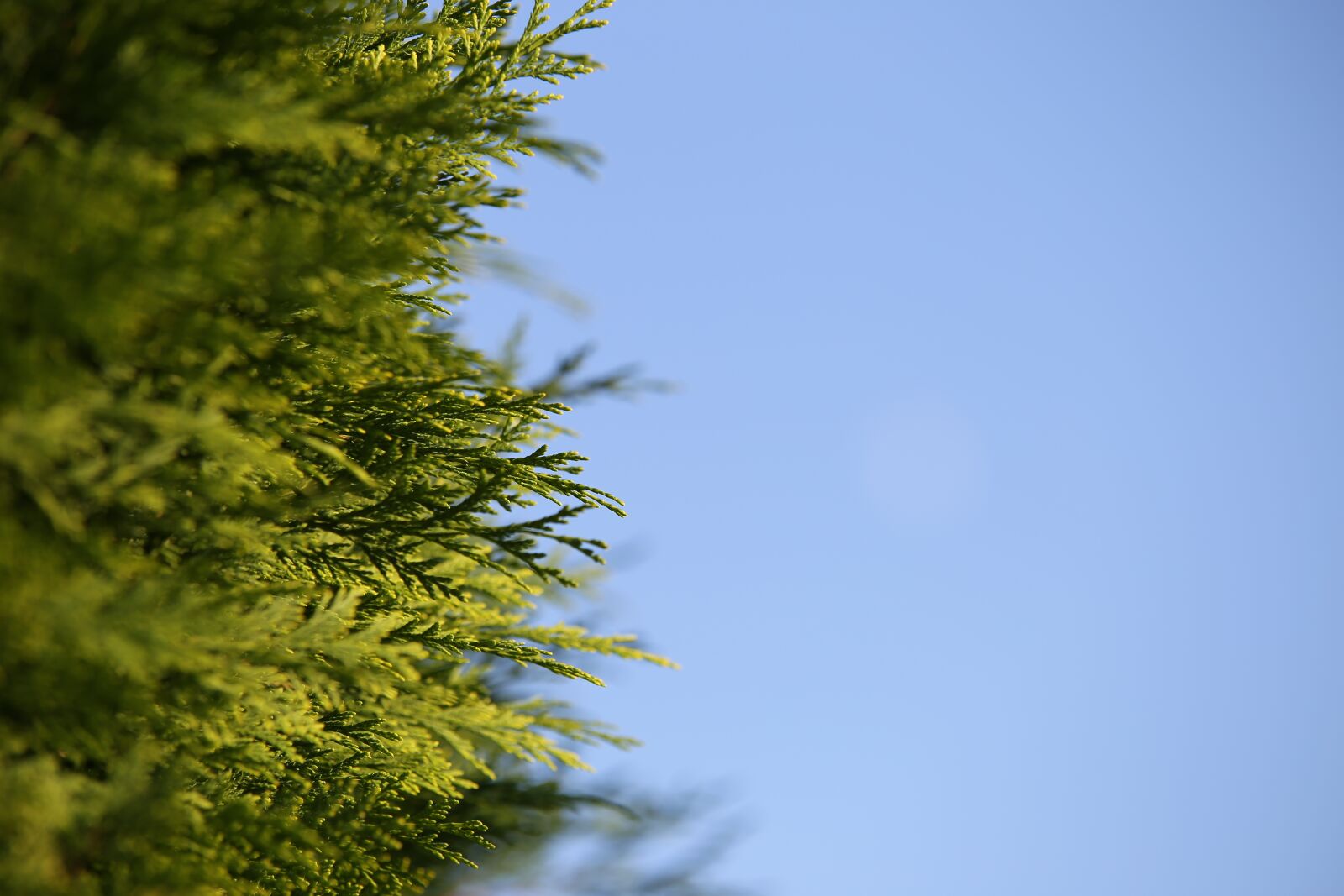 Tamron 70-210mm F4 Di VC USD sample photo. Cypress, leaves, foliage photography