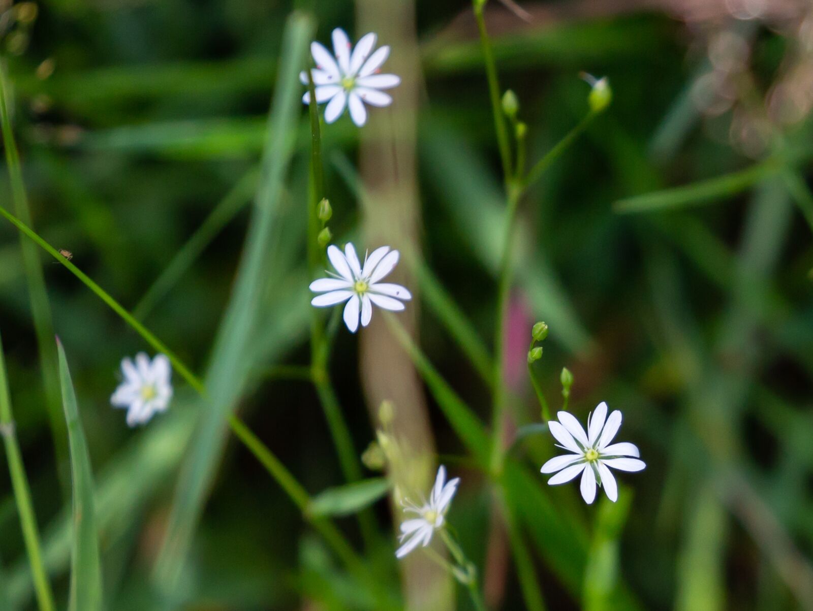 Canon EOS 5D Mark III sample photo. Lesser stitchwort, stellaria graminea photography