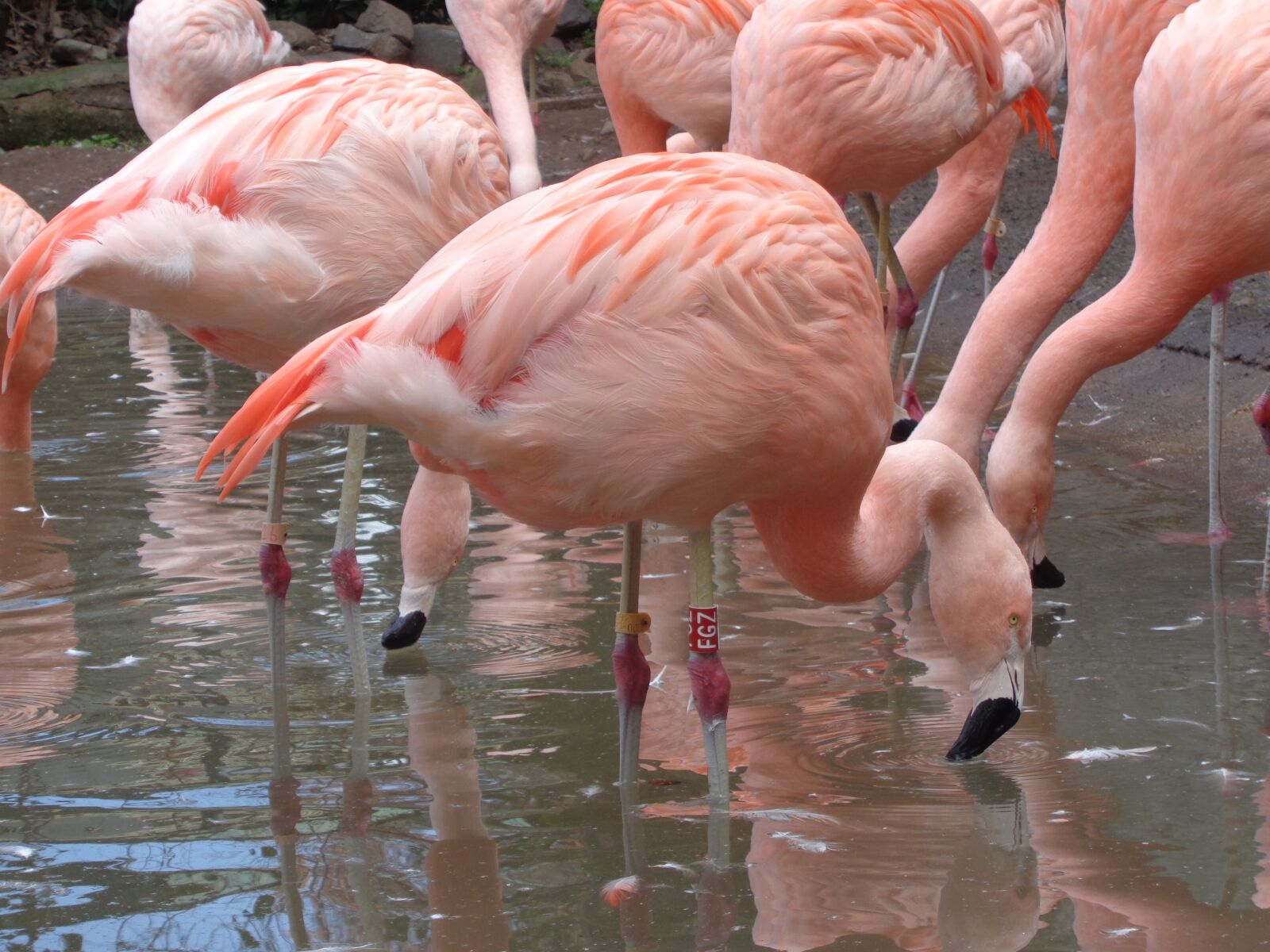 Sony Cyber-shot DSC-W830 sample photo. Flamingo, birds, lake photography