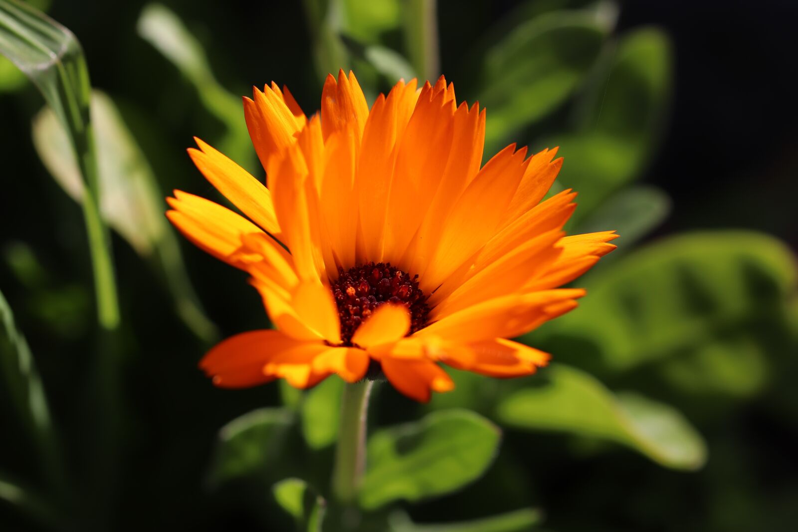 Canon EOS 800D (EOS Rebel T7i / EOS Kiss X9i) sample photo. Flower, orange, worry photography