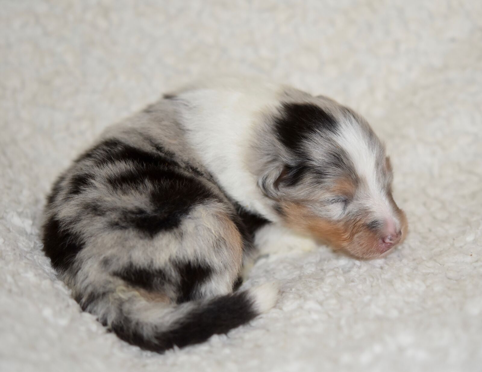 Nikon D5600 sample photo. Dog, puppy sleeping, puppy photography
