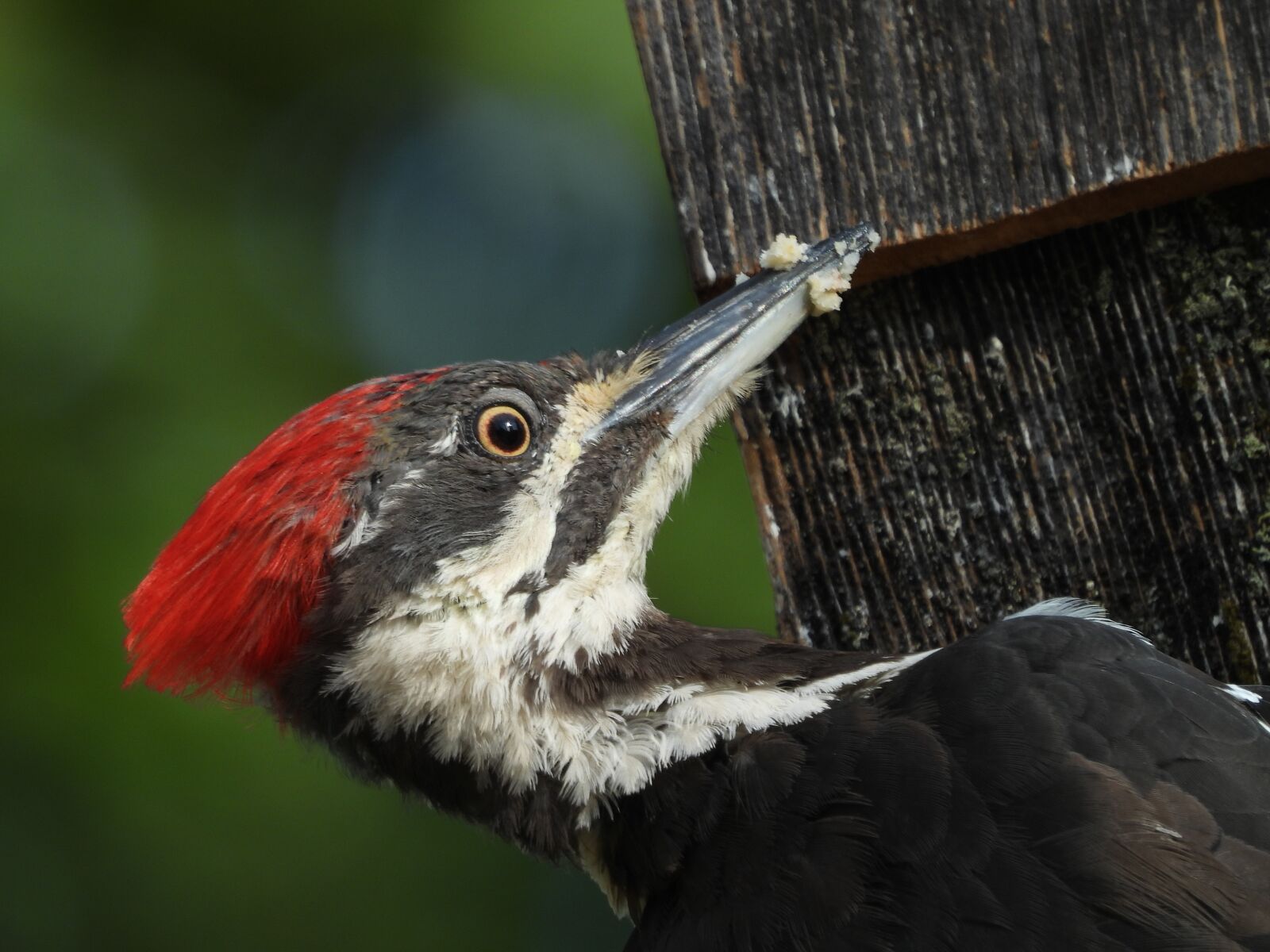 Nikon Coolpix P1000 sample photo. Pileated woodpecker, wild-bird, bird photography