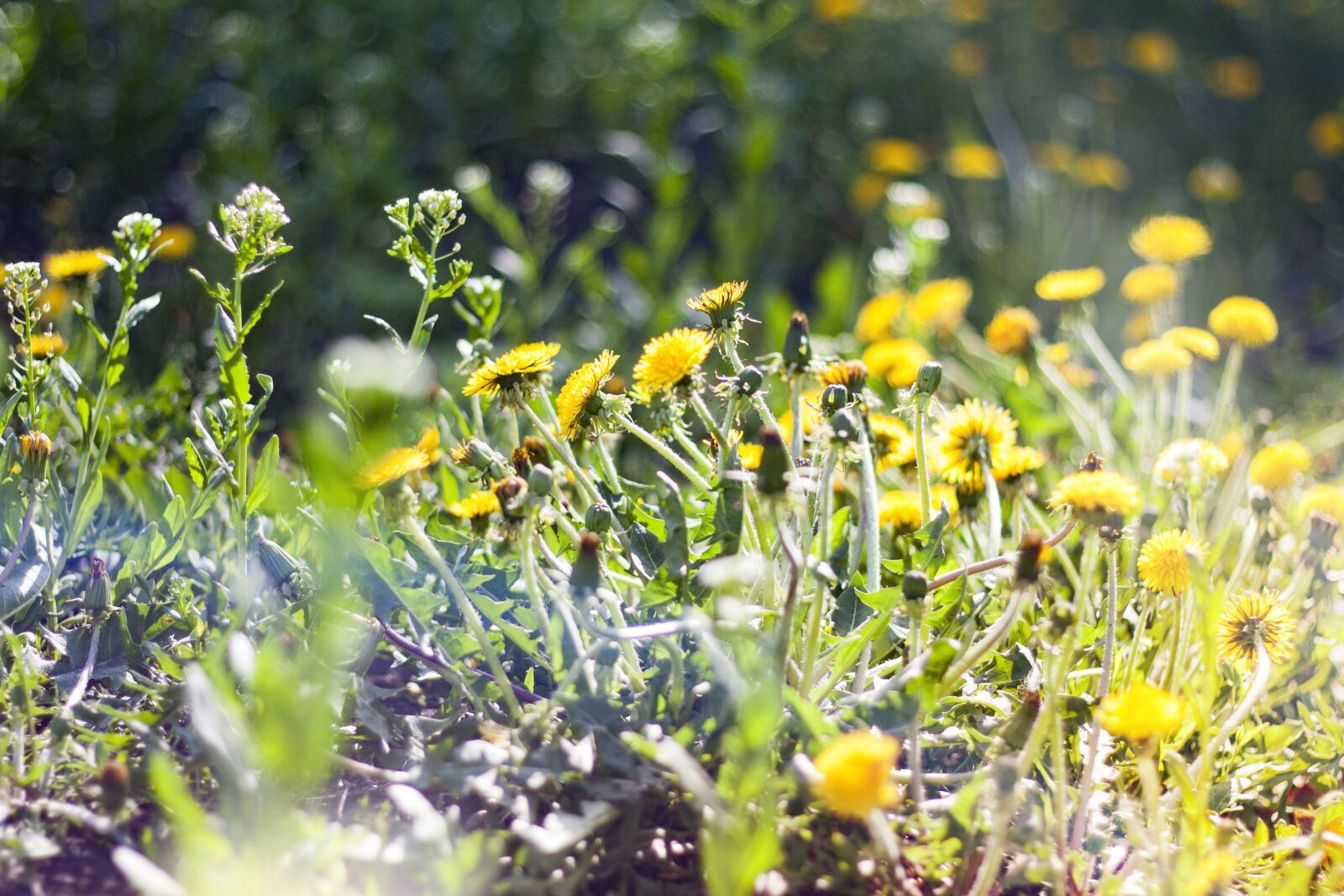 Canon EOS 450D (EOS Rebel XSi / EOS Kiss X2) + Canon EF 50mm F1.8 II sample photo. Dandelion, yellow, green photography