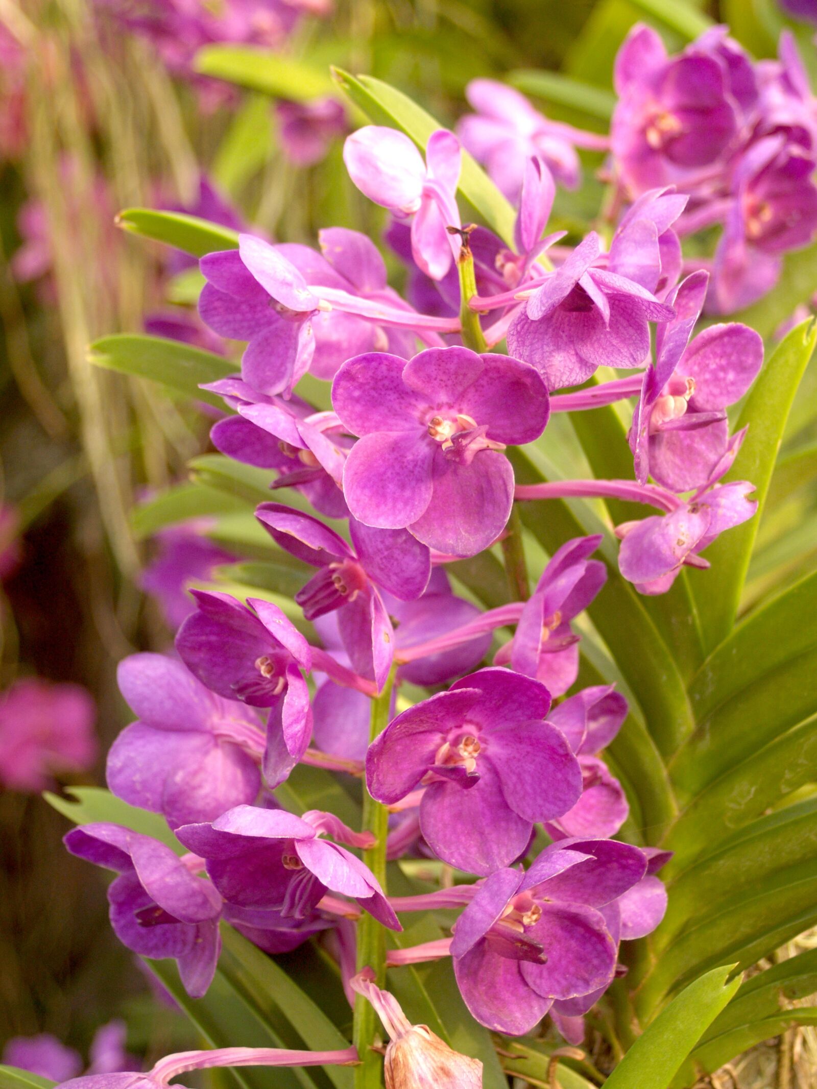 Olympus E-300 (EVOLT E-300) sample photo. Orchid, flower, bright photography