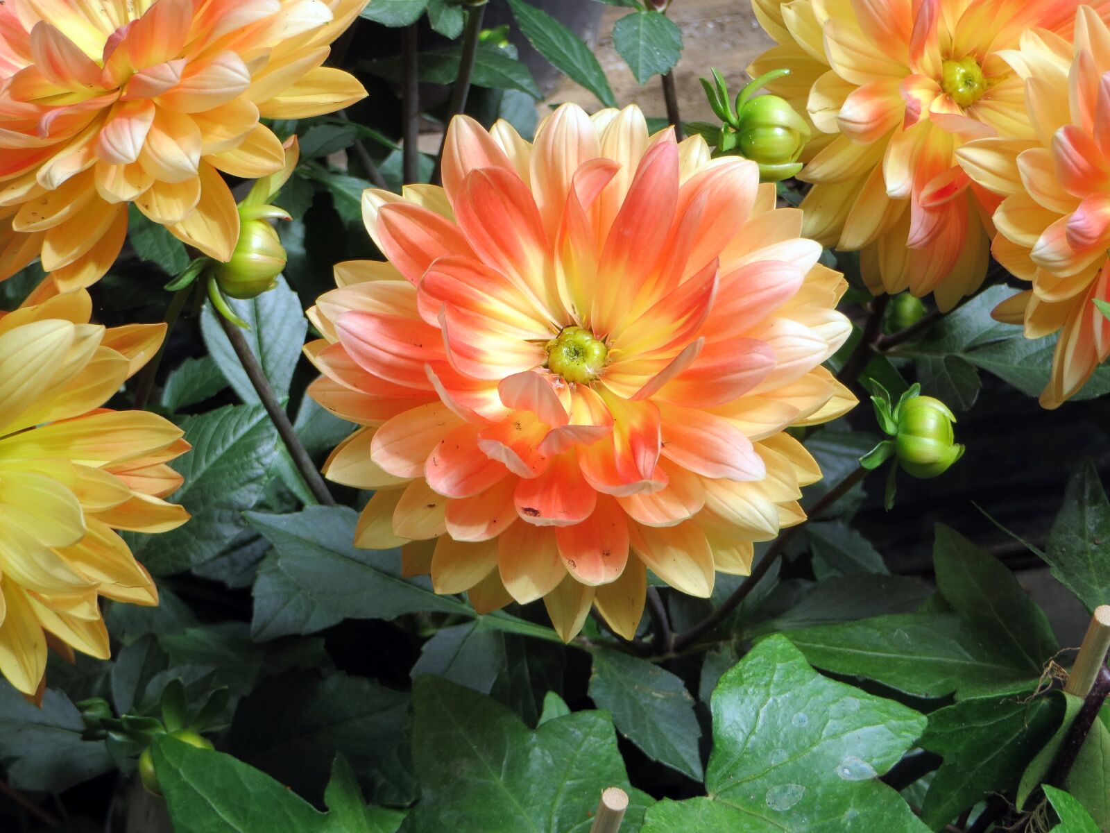 Canon PowerShot SX270 HS sample photo. Dahlias, flowers, orange photography