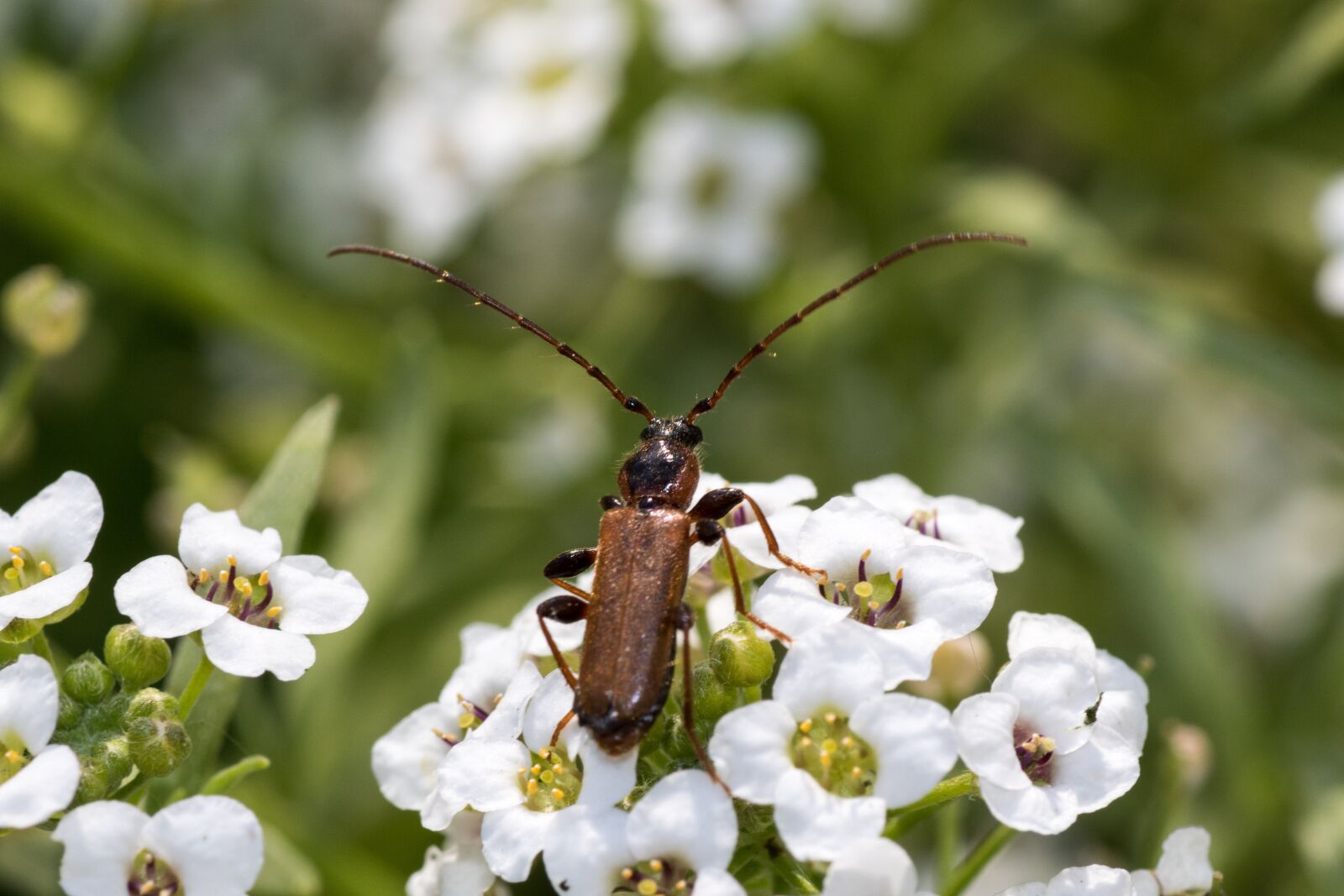 Canon EOS 7D Mark II sample photo. Longhorn beetle, beetle, brown photography