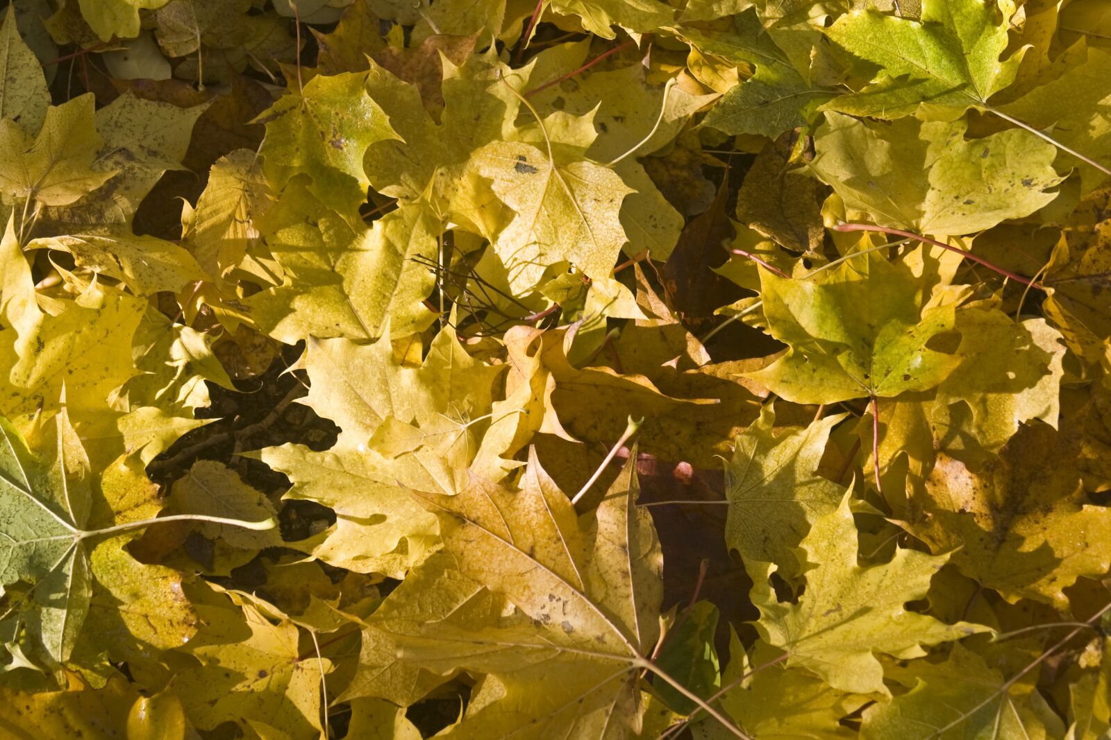 Canon EOS 1000D (EOS Digital Rebel XS / EOS Kiss F) sample photo. Maple leaves, yellow, leaves photography