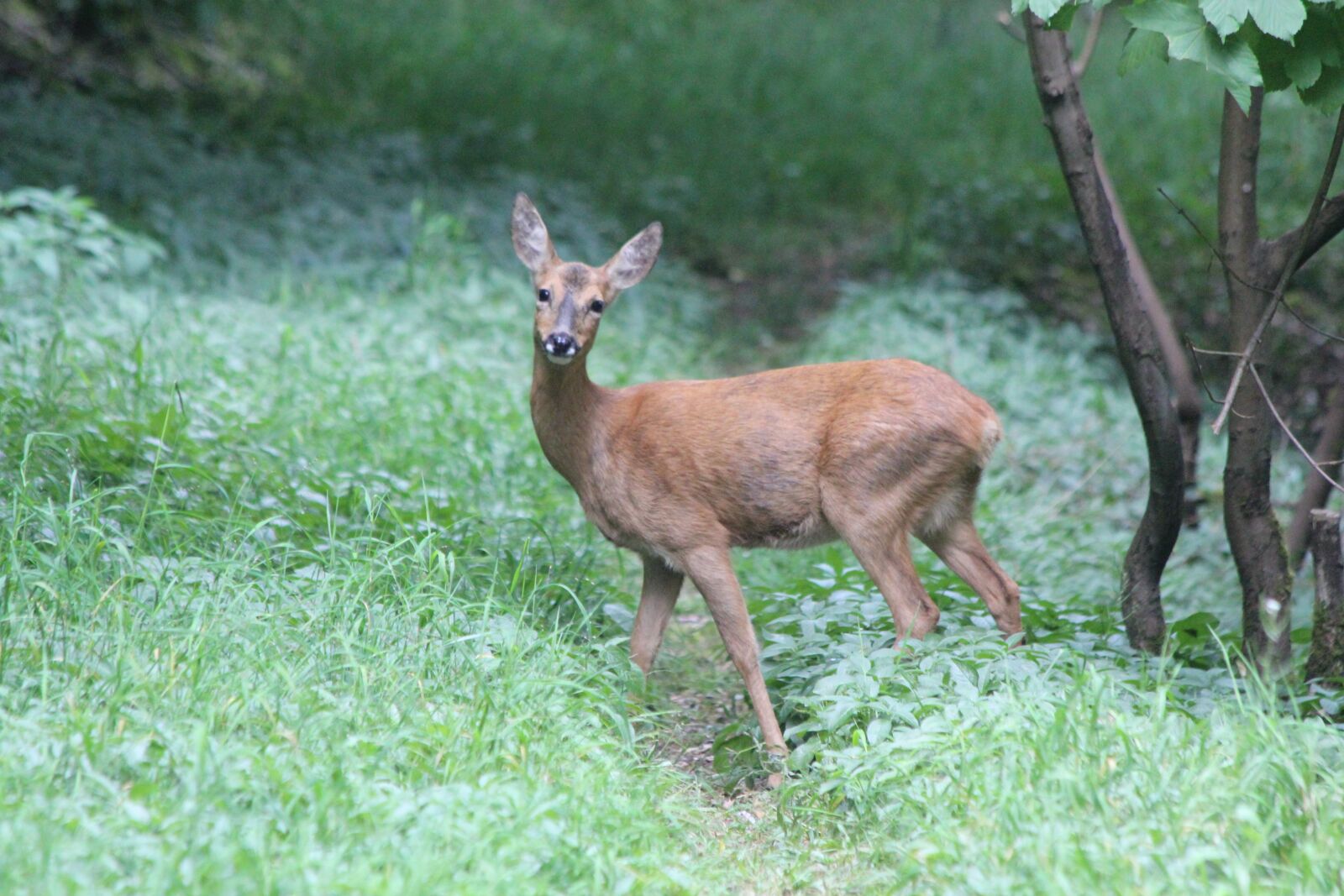 Canon EOS 550D (EOS Rebel T2i / EOS Kiss X4) sample photo. Roe, deer, woodland photography