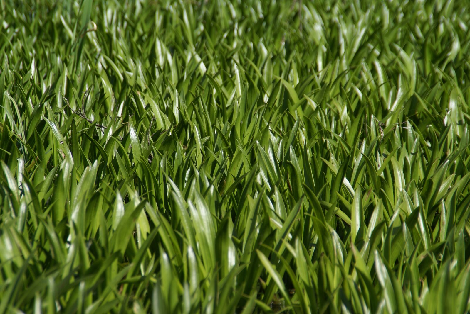 Sony Alpha DSLR-A100 sample photo. Green, water, pond photography