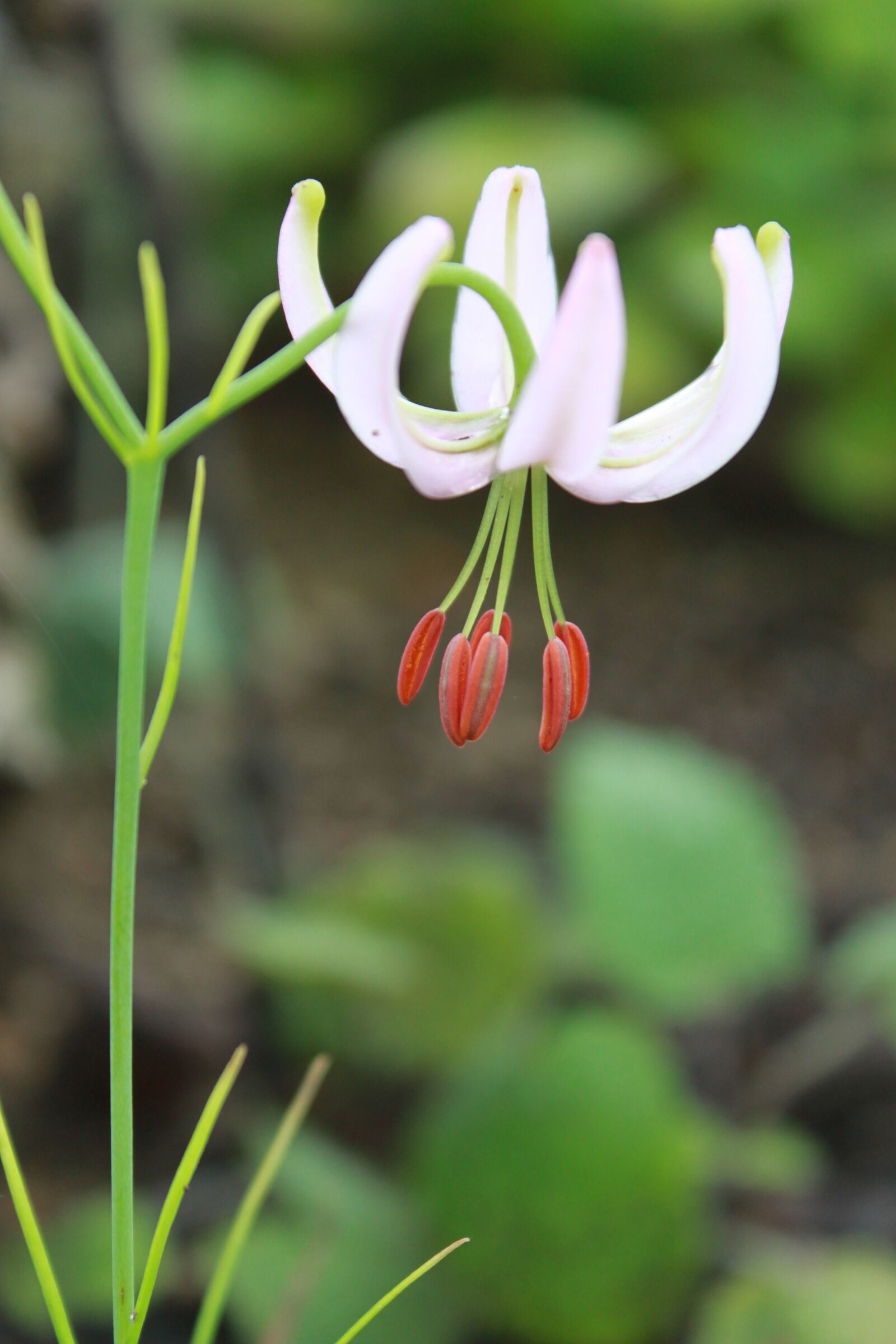 Canon EOS 500D (EOS Rebel T1i / EOS Kiss X3) sample photo. How do, wildflower, flowers photography