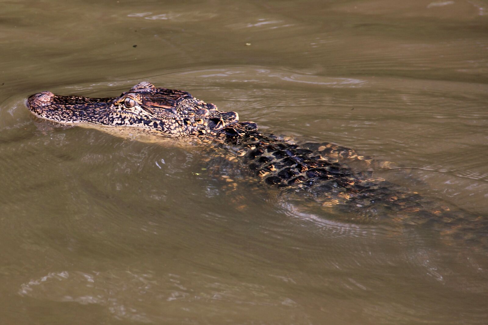 Canon EOS 60D sample photo. Alligator, swamp, bayou photography