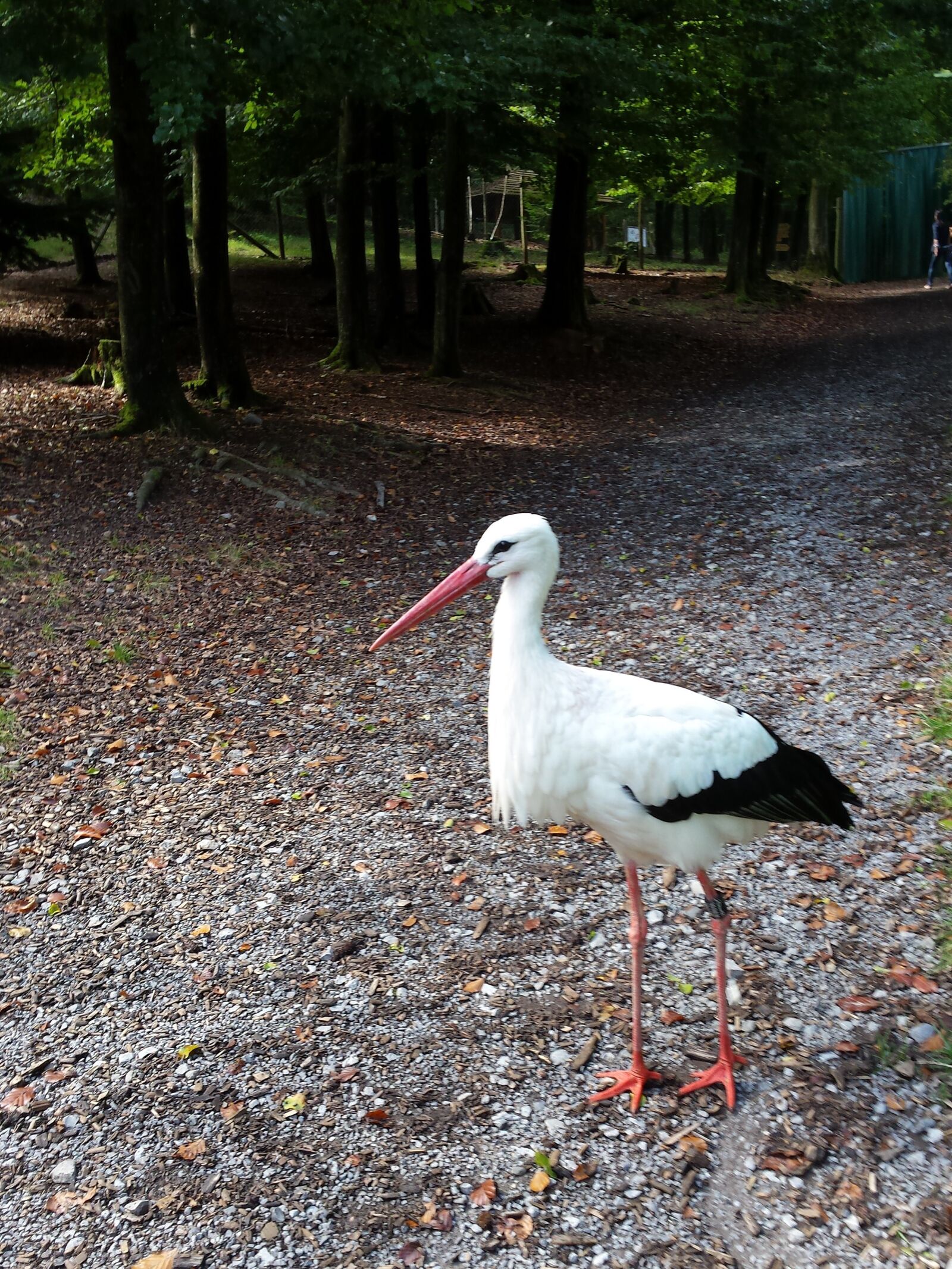 Samsung Galaxy S4 sample photo. Stork, wildlife park, bird photography