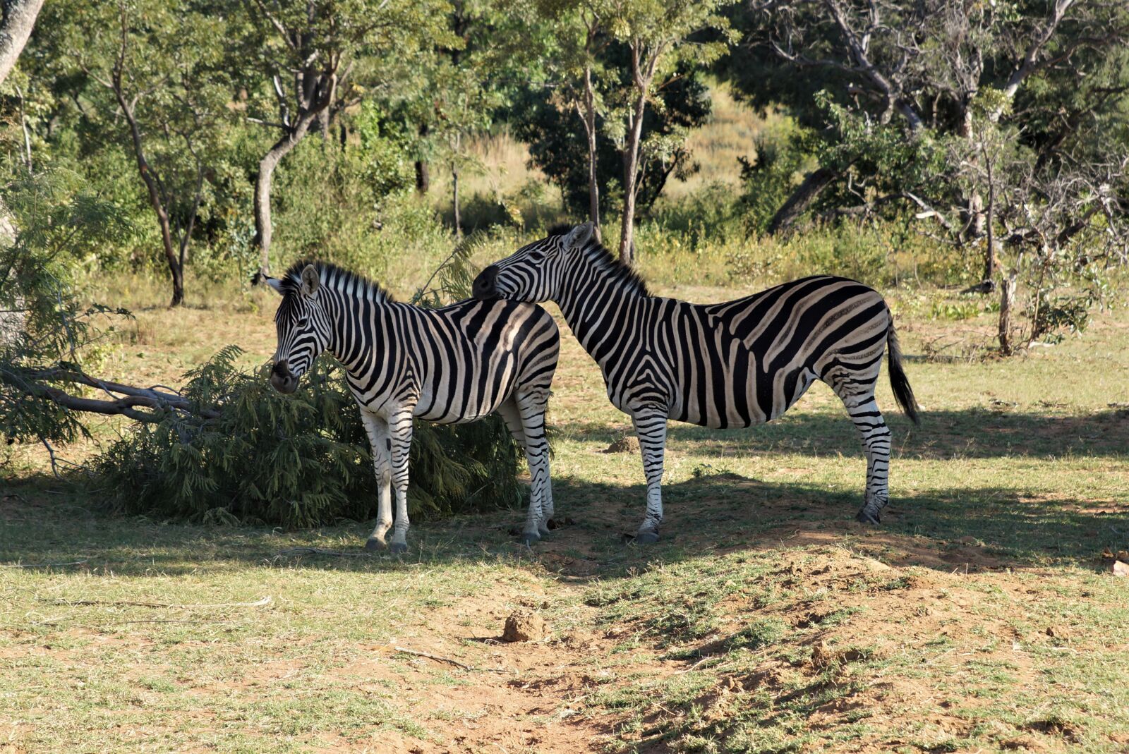 24-70mm F2.8 sample photo. South africa, zebra, wild photography