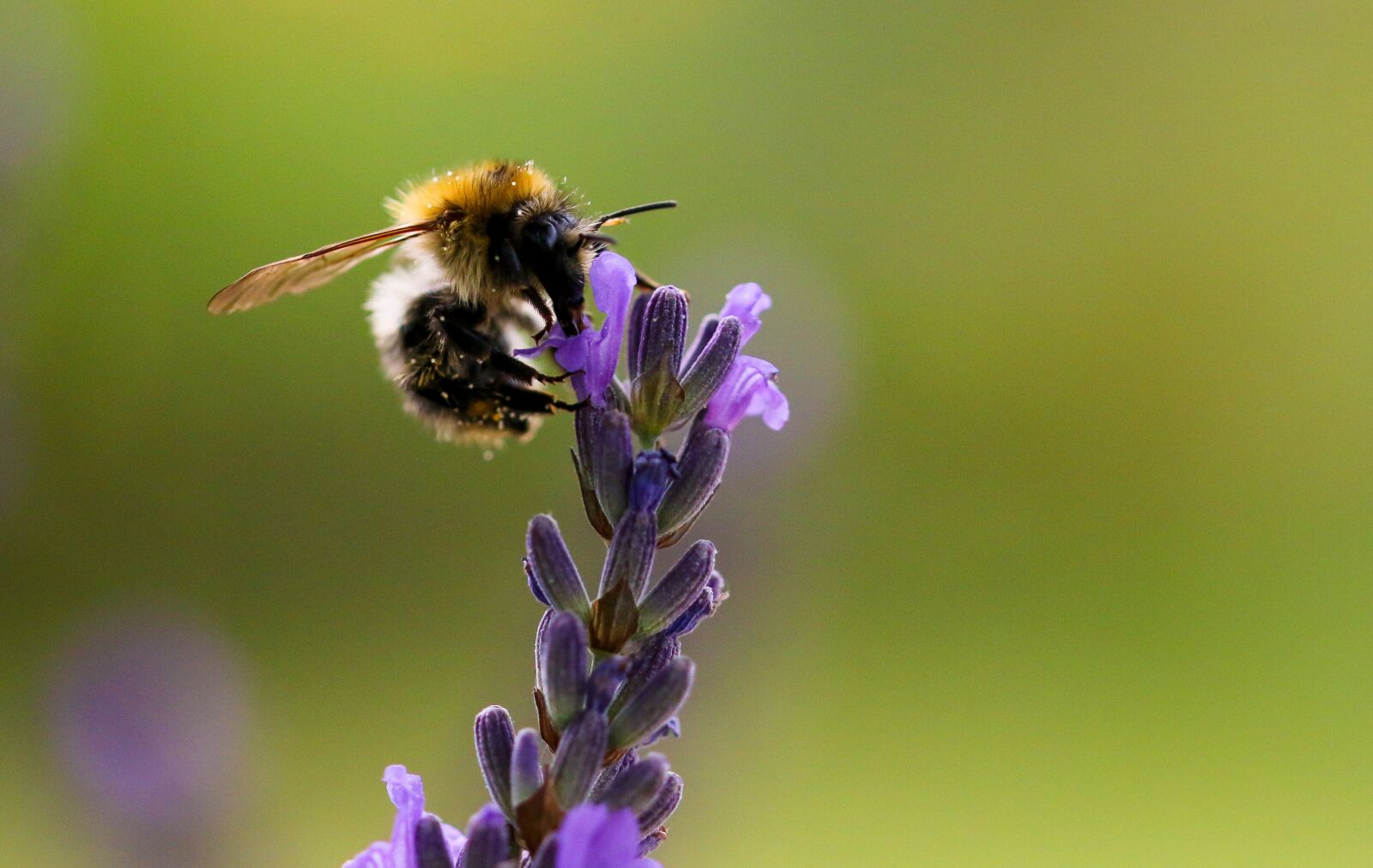 Canon EOS 70D sample photo. Nature, animal world, flower photography