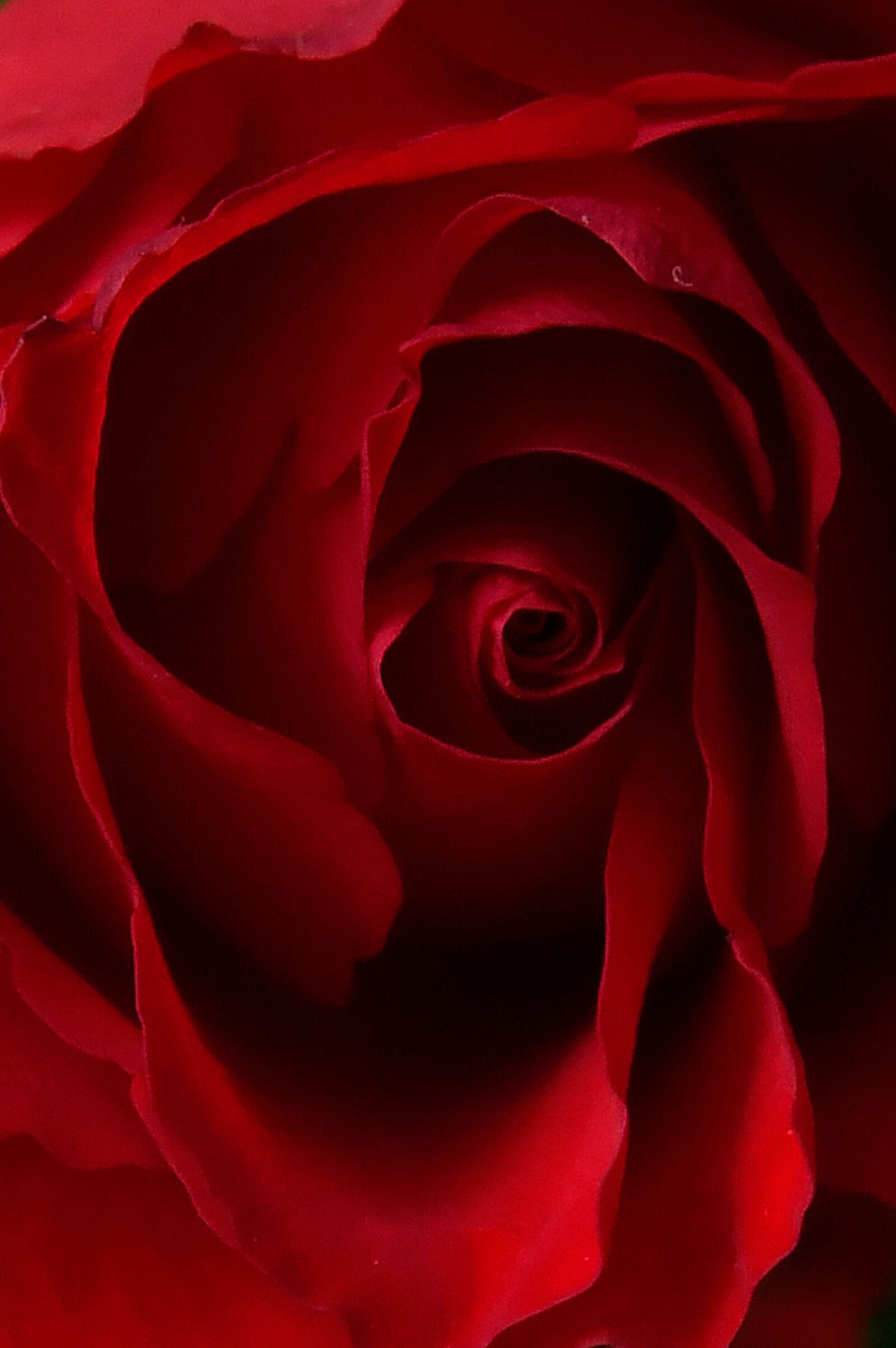 Nikon D3200 sample photo. Rose, rose petals, red photography