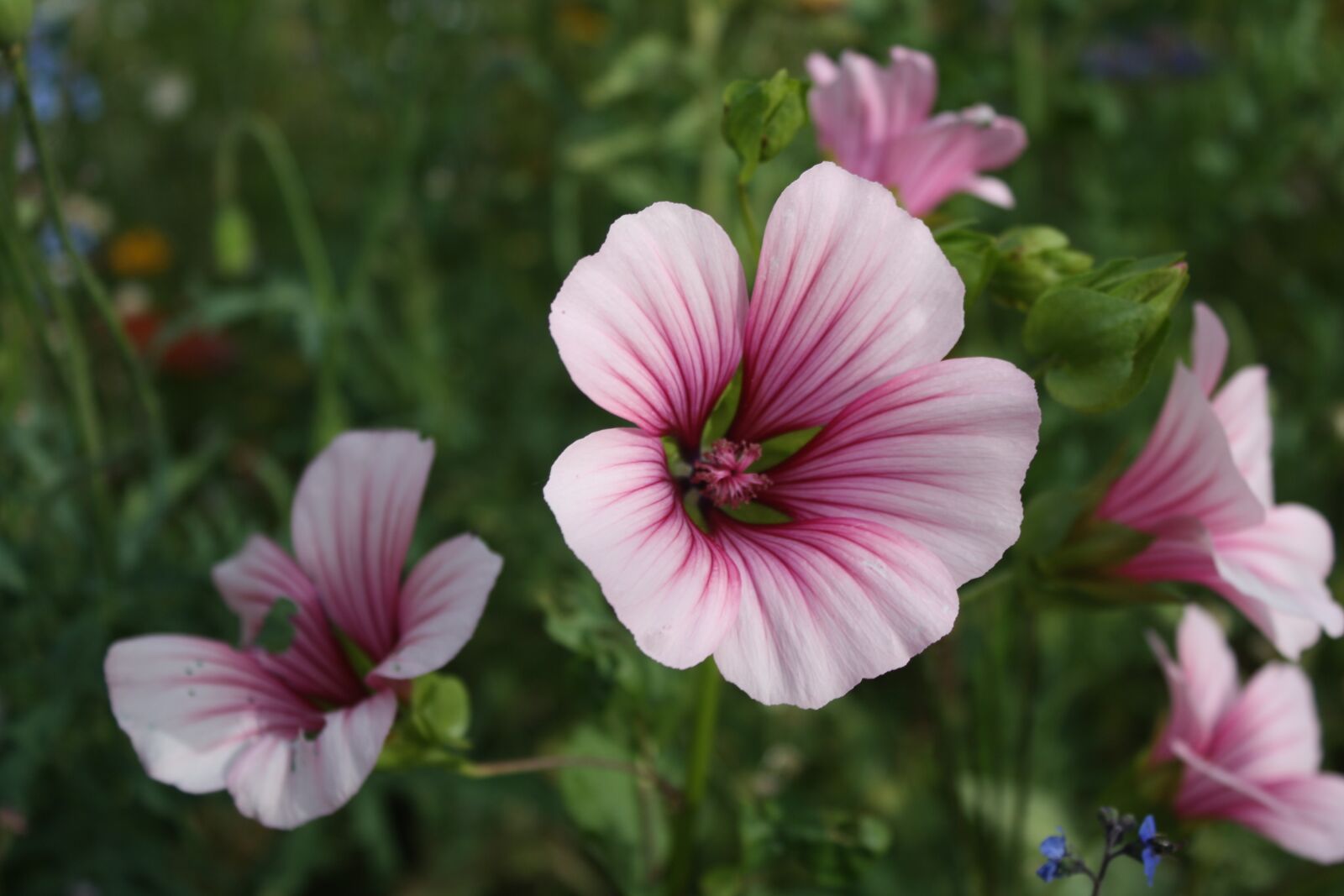Canon EOS 1000D (EOS Digital Rebel XS / EOS Kiss F) sample photo. Flower, meadow, blossom photography