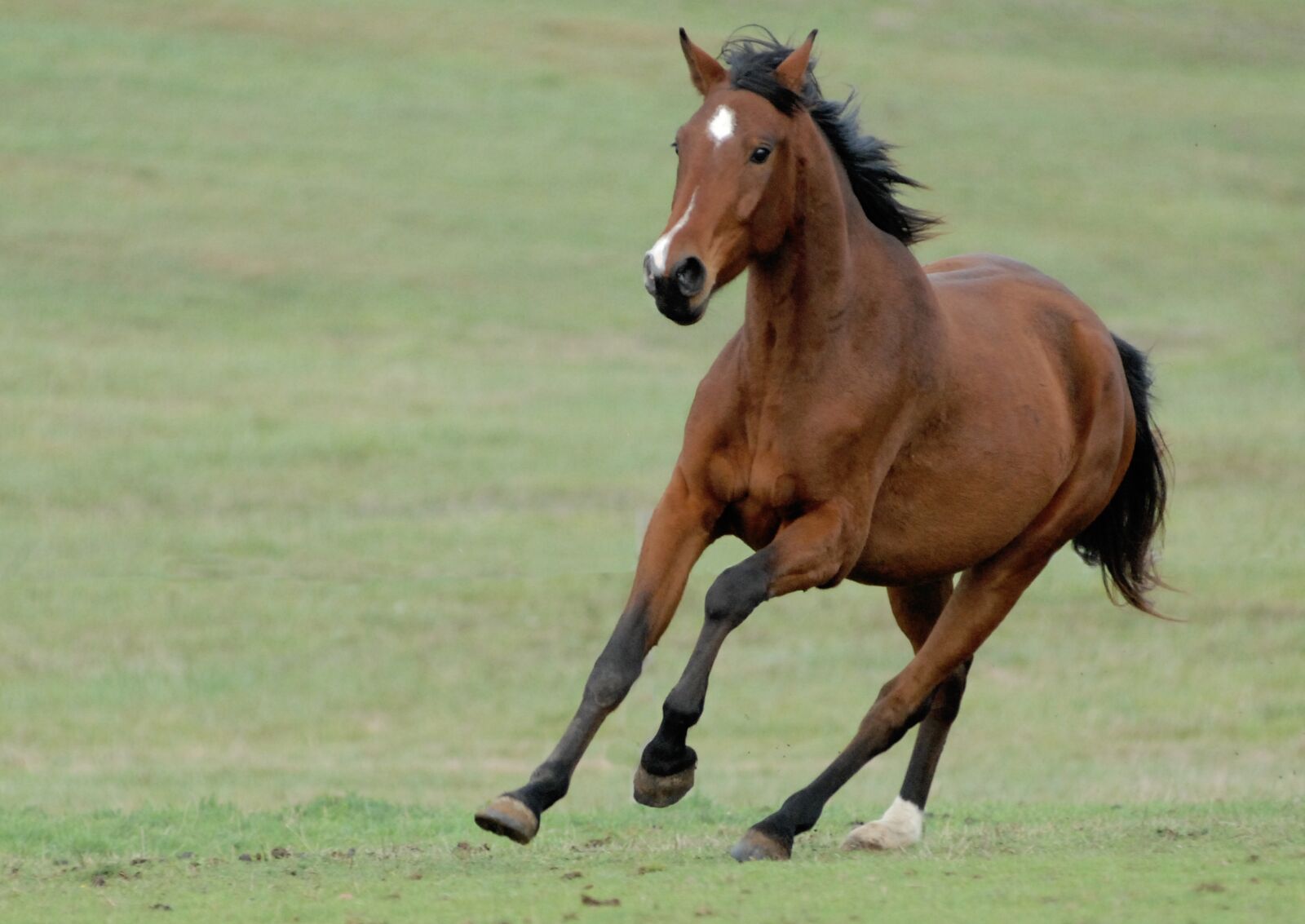 Nikon D200 sample photo. Horse, freedom, games photography