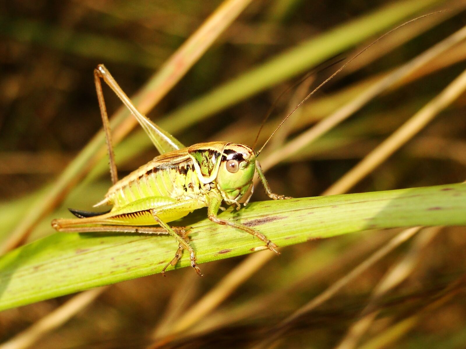 Sony Cyber-shot DSC-HX1 sample photo. Nature, insect, animals photography