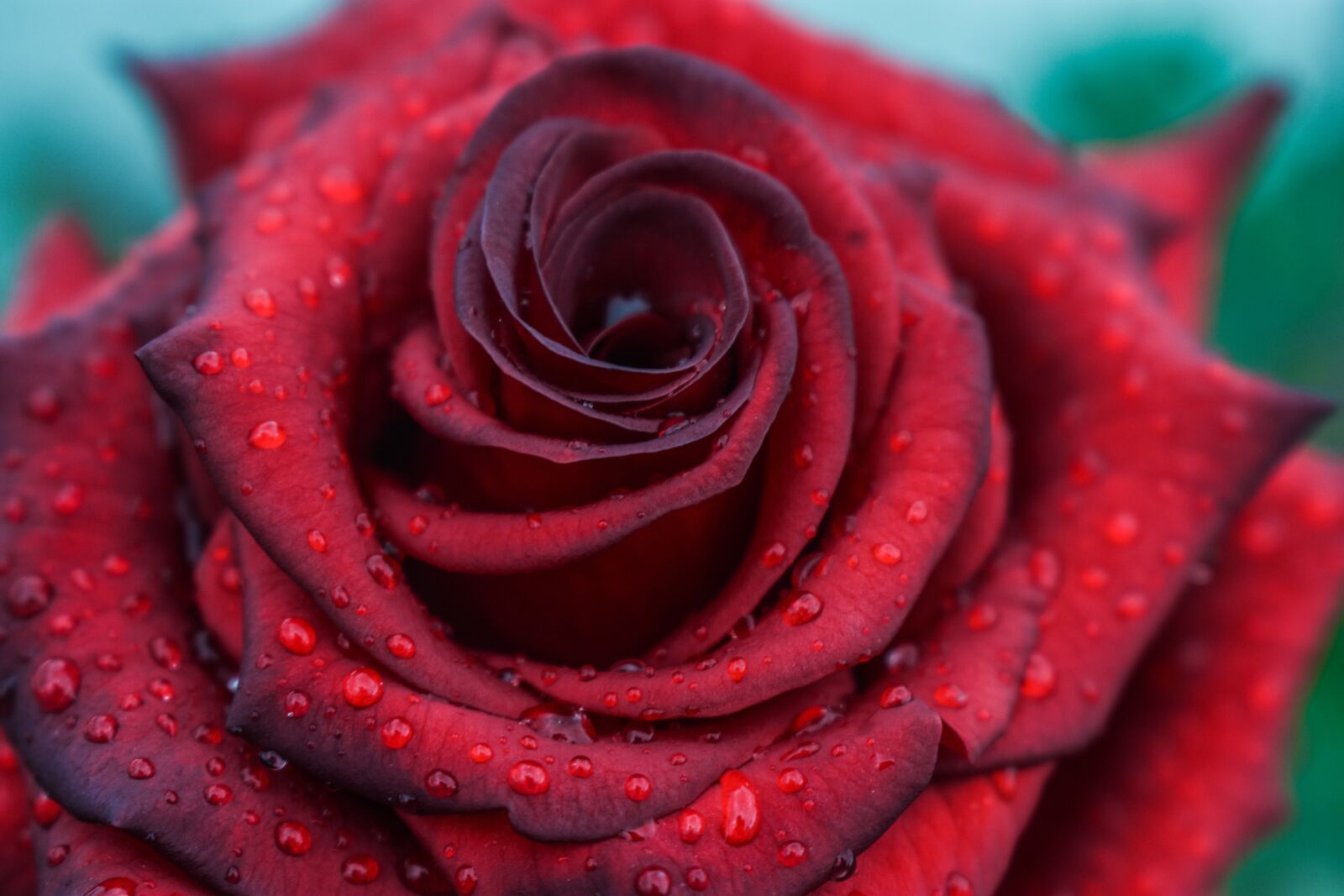 Nikon D3400 sample photo. Rosa, beautiful rose, flower photography