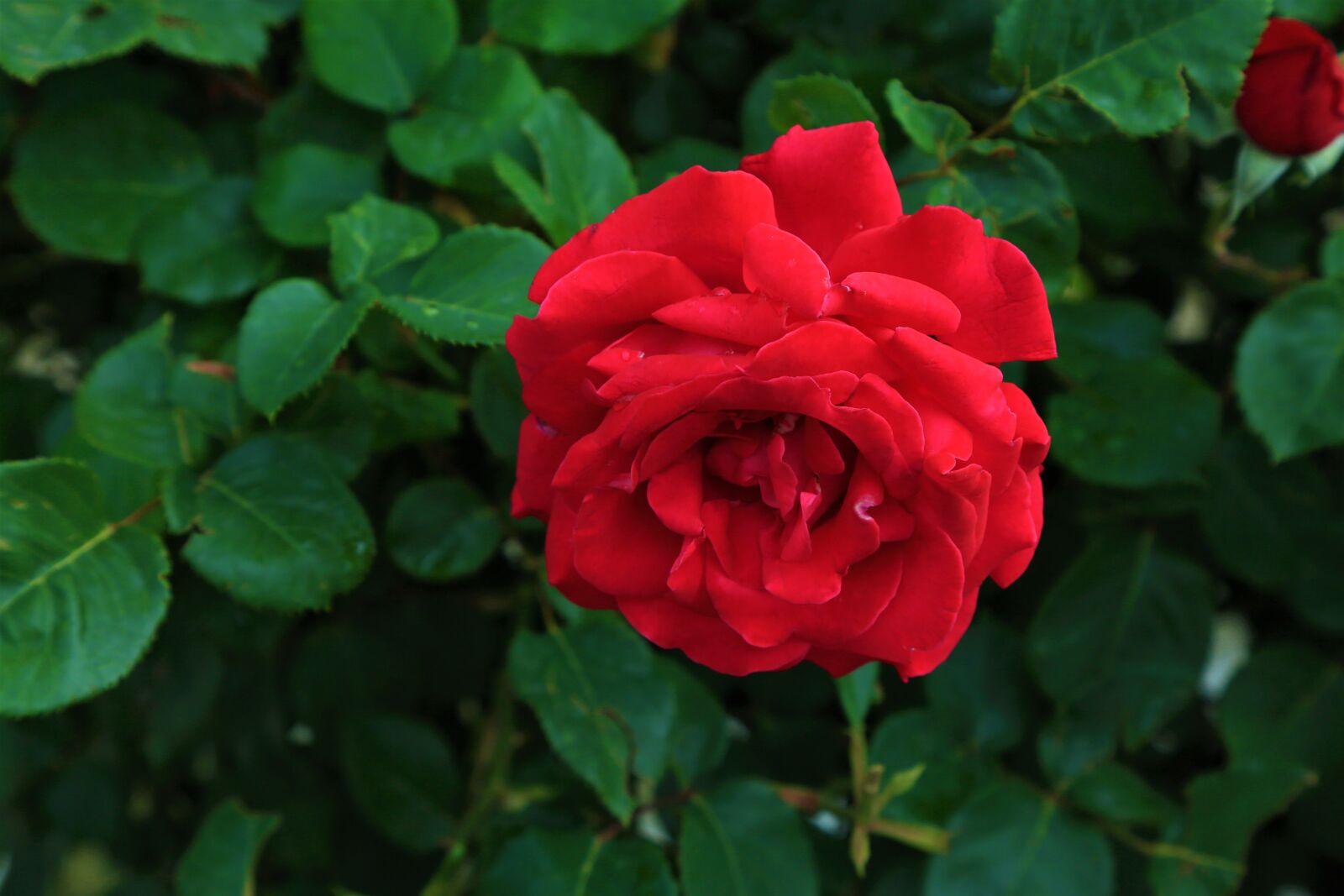 Canon EOS 5D Mark III sample photo. Rose, spring, red photography
