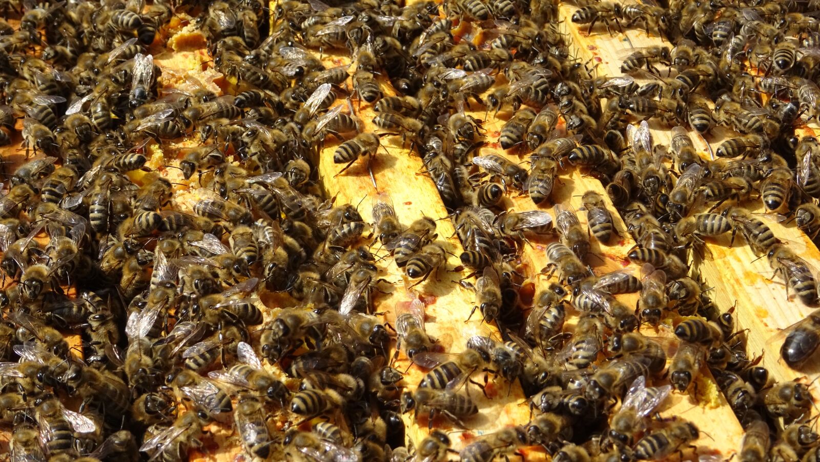 Sony DSC-HX60 sample photo. Bee, bees, beehive photography