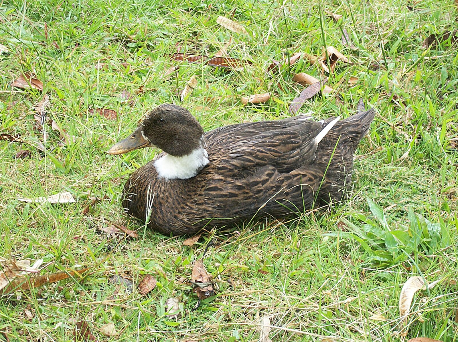Kodak EASYSHARE C182 DIGITAL CAMERA sample photo. Duck, ave, water animal photography