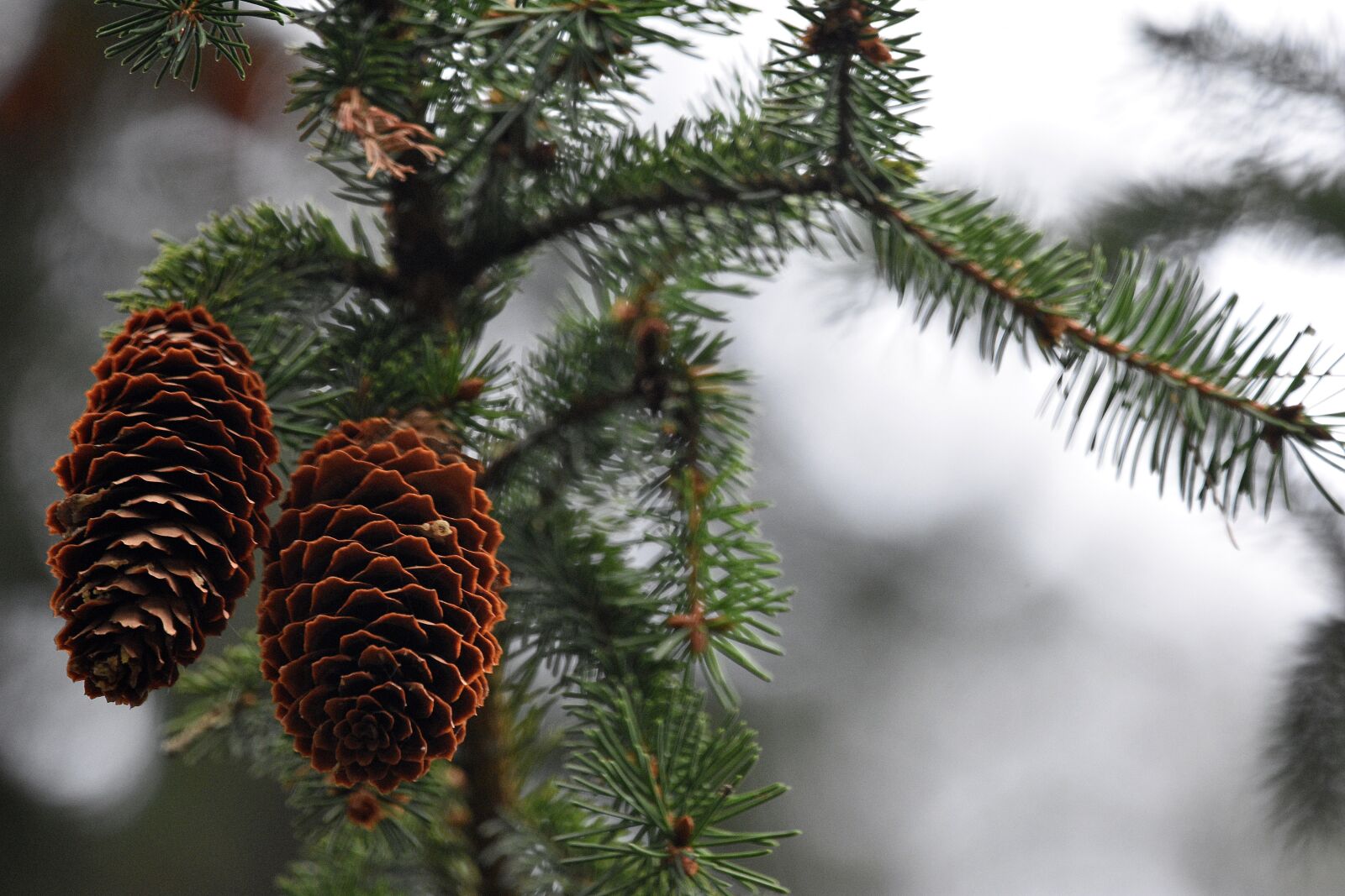 Nikon D3400 sample photo. Pine cones, spruce, branches photography