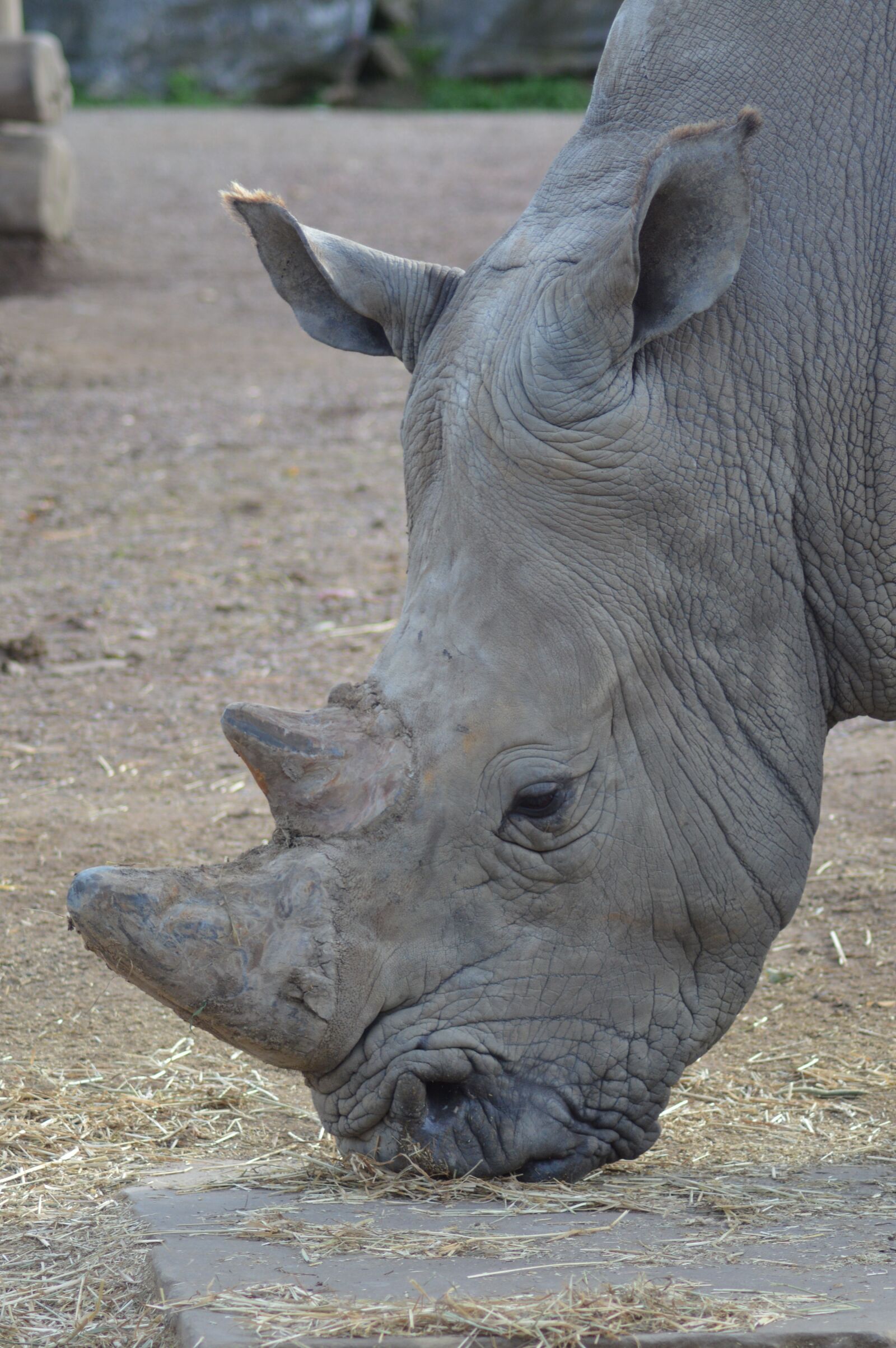 Nikon D3200 sample photo. Animal, rhinoceros, portrait photography