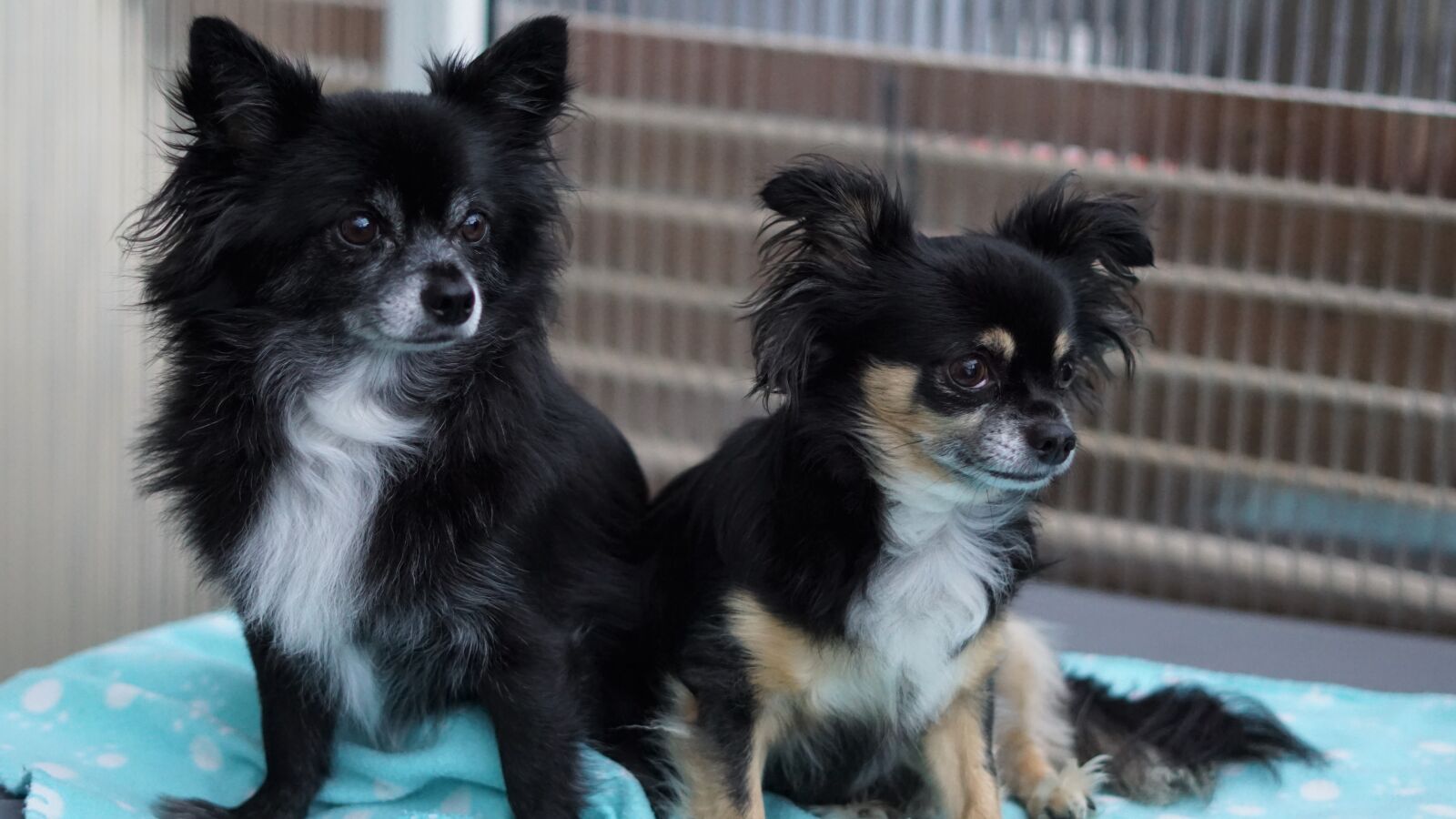 Sony FE 50mm F1.8 sample photo. Duo, two, chihuahua photography