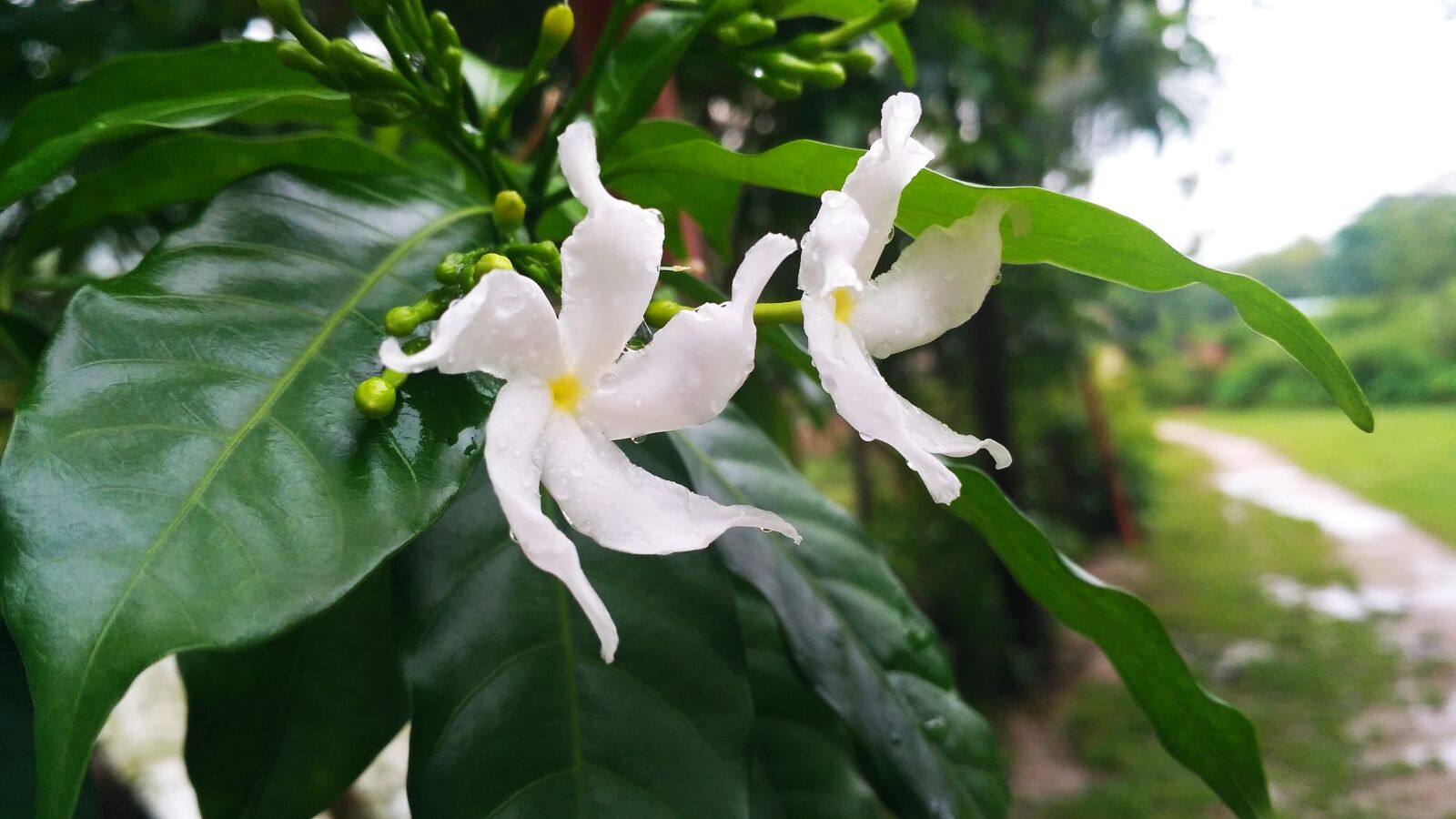 Xiaomi Redmi 3S sample photo. Flower, rainy flower, green photography
