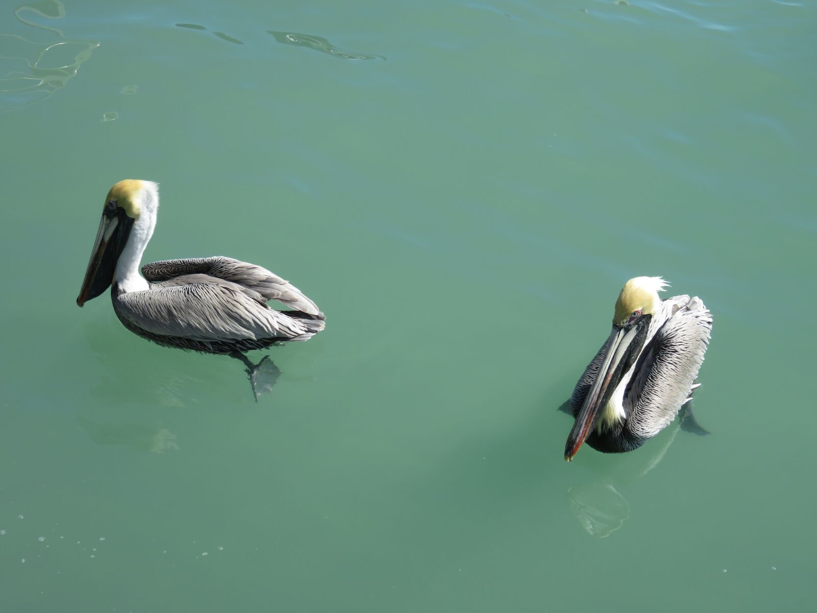 Canon PowerShot SX710 HS sample photo. Pelikan, wild animals, water photography