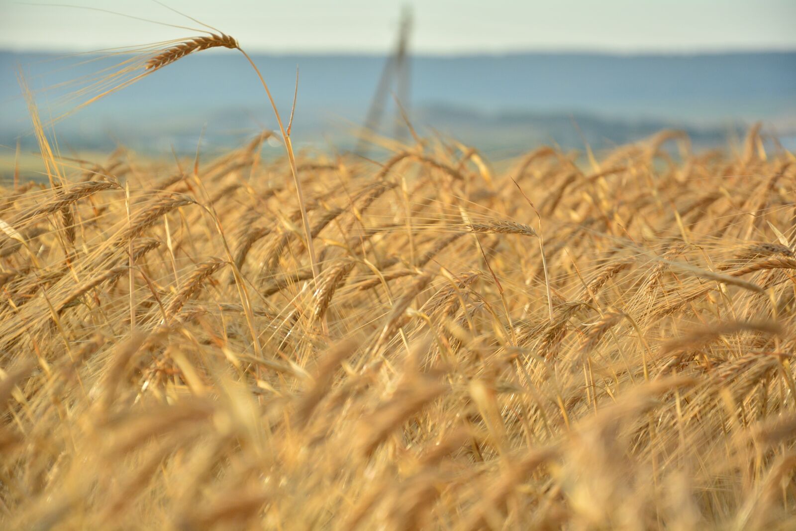 Nikon D5200 sample photo. Wheat, field, grain photography