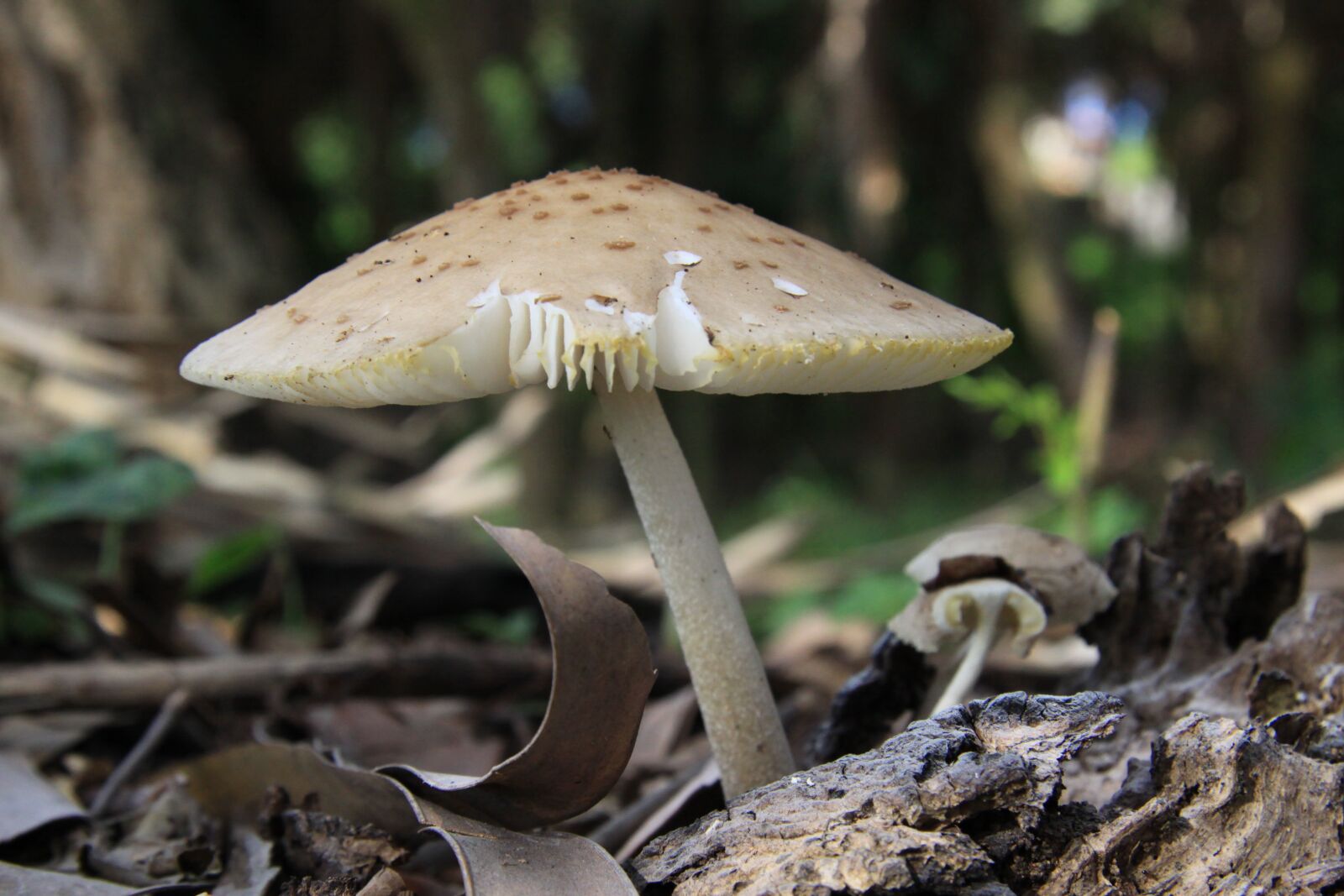 Canon EOS 50D sample photo. Mushroom, nature, outdoors photography