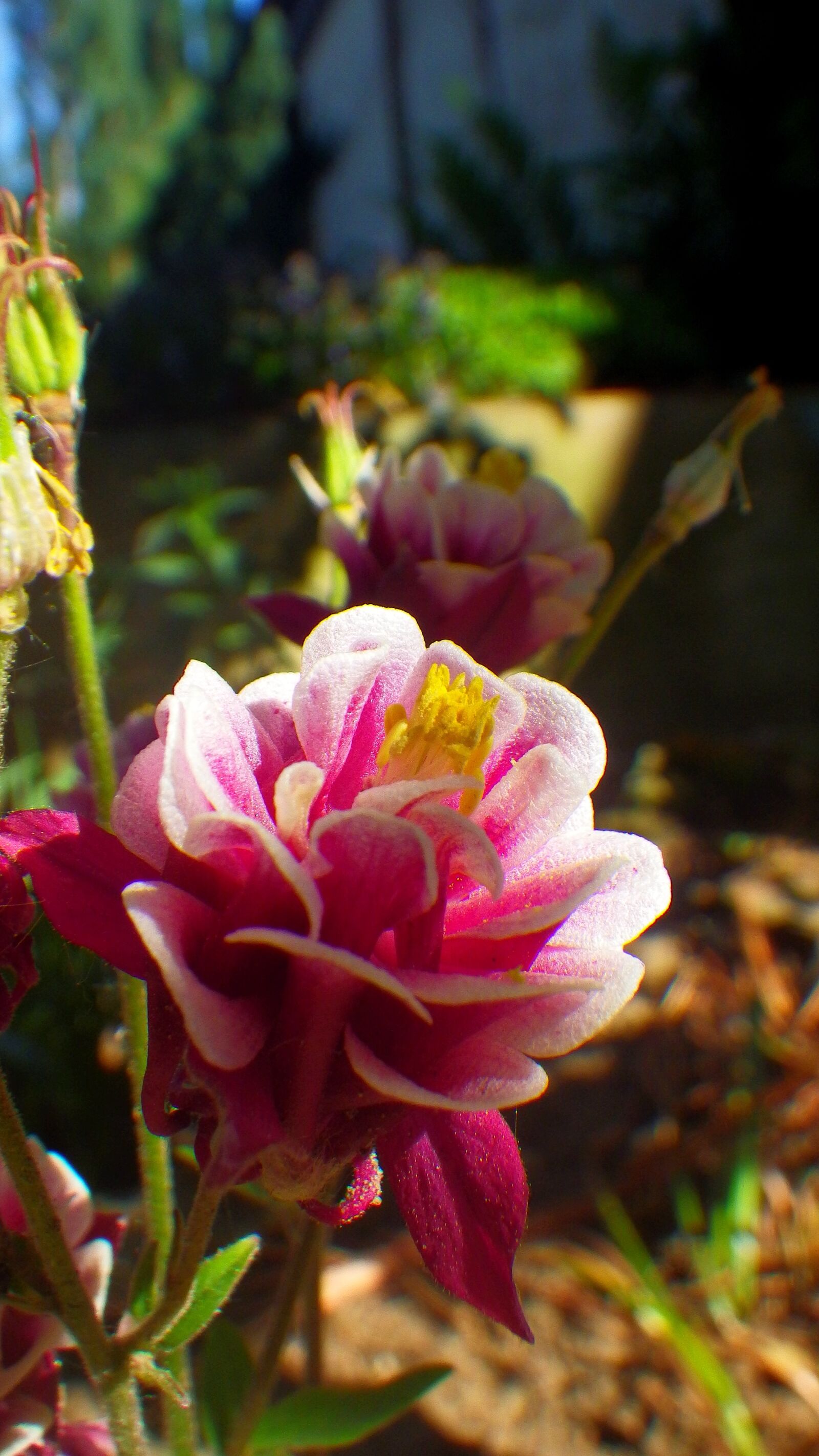 Pentax Optio WG-2 sample photo. Nature, flower, plant photography
