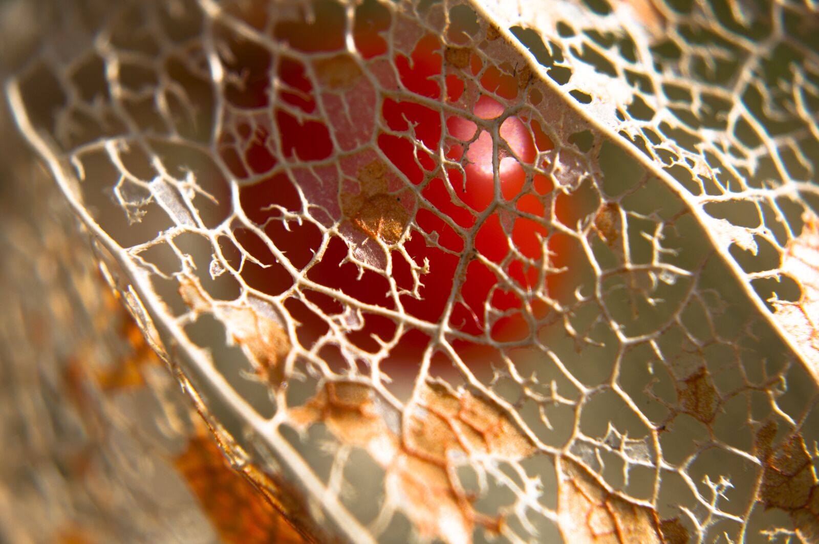 Nikon D90 sample photo. Structure, nature, leaf photography