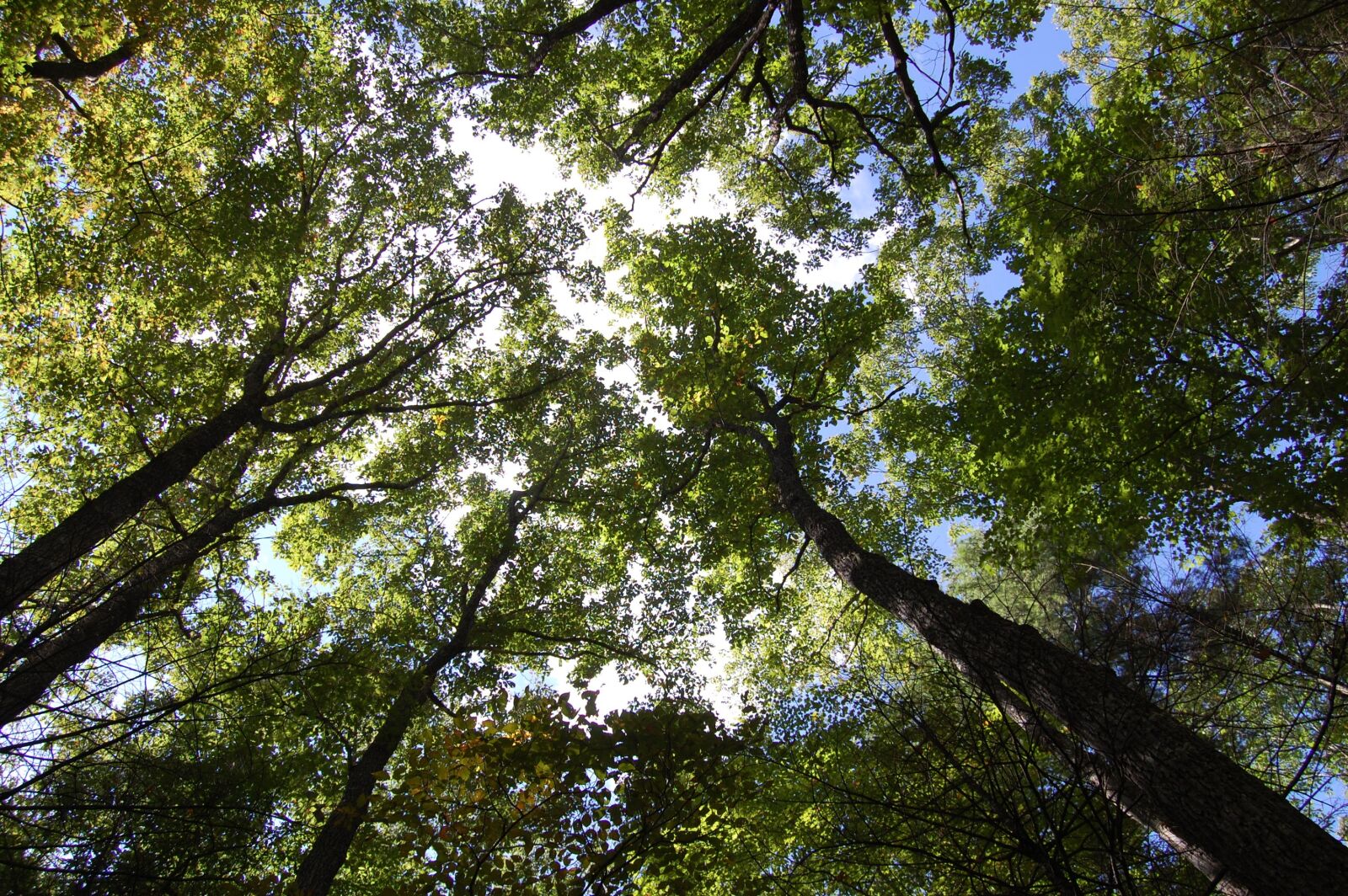 Nikon D40 sample photo. Trees, sky, clouds photography
