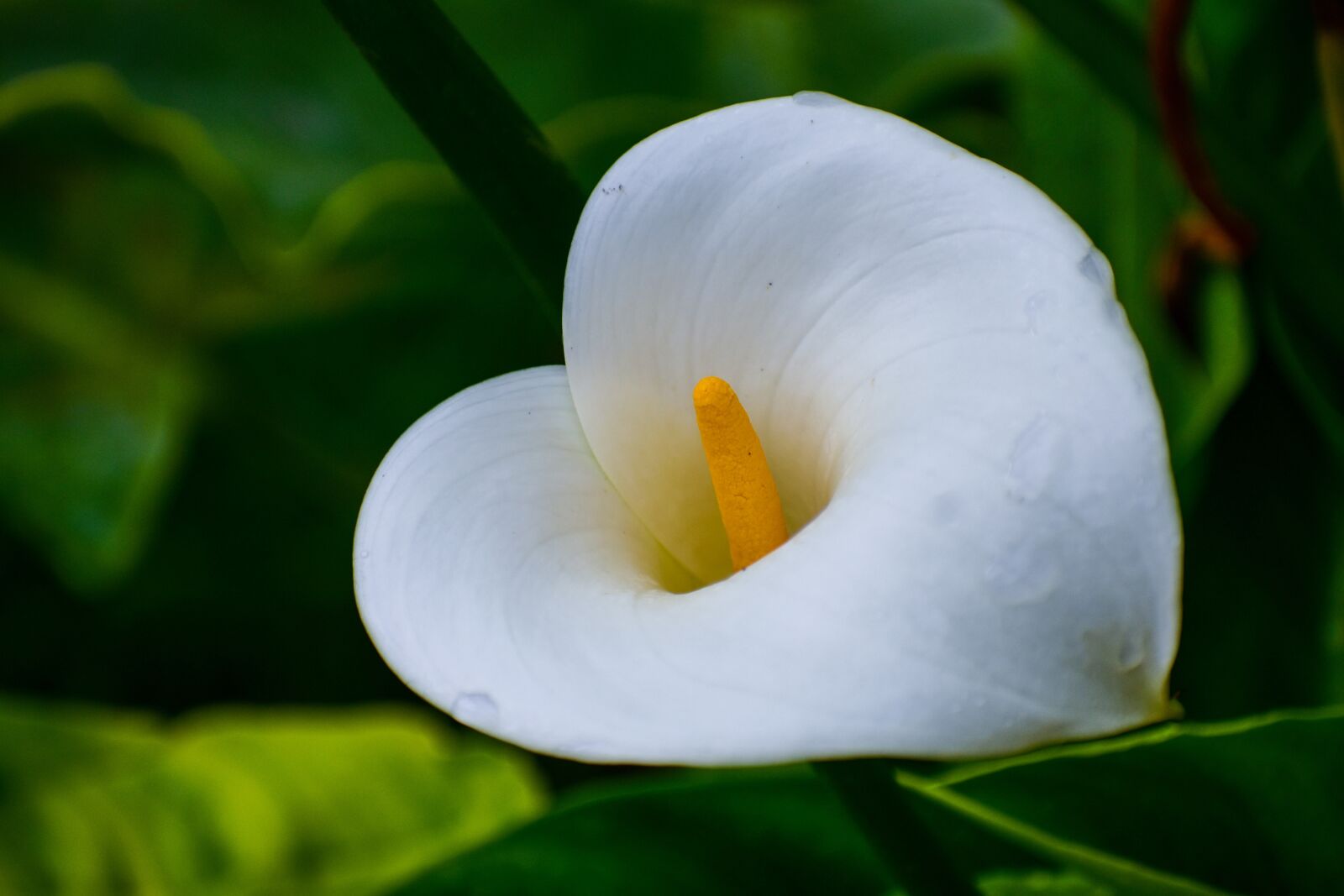 Nikon D3400 sample photo. White flower, nice flower photography