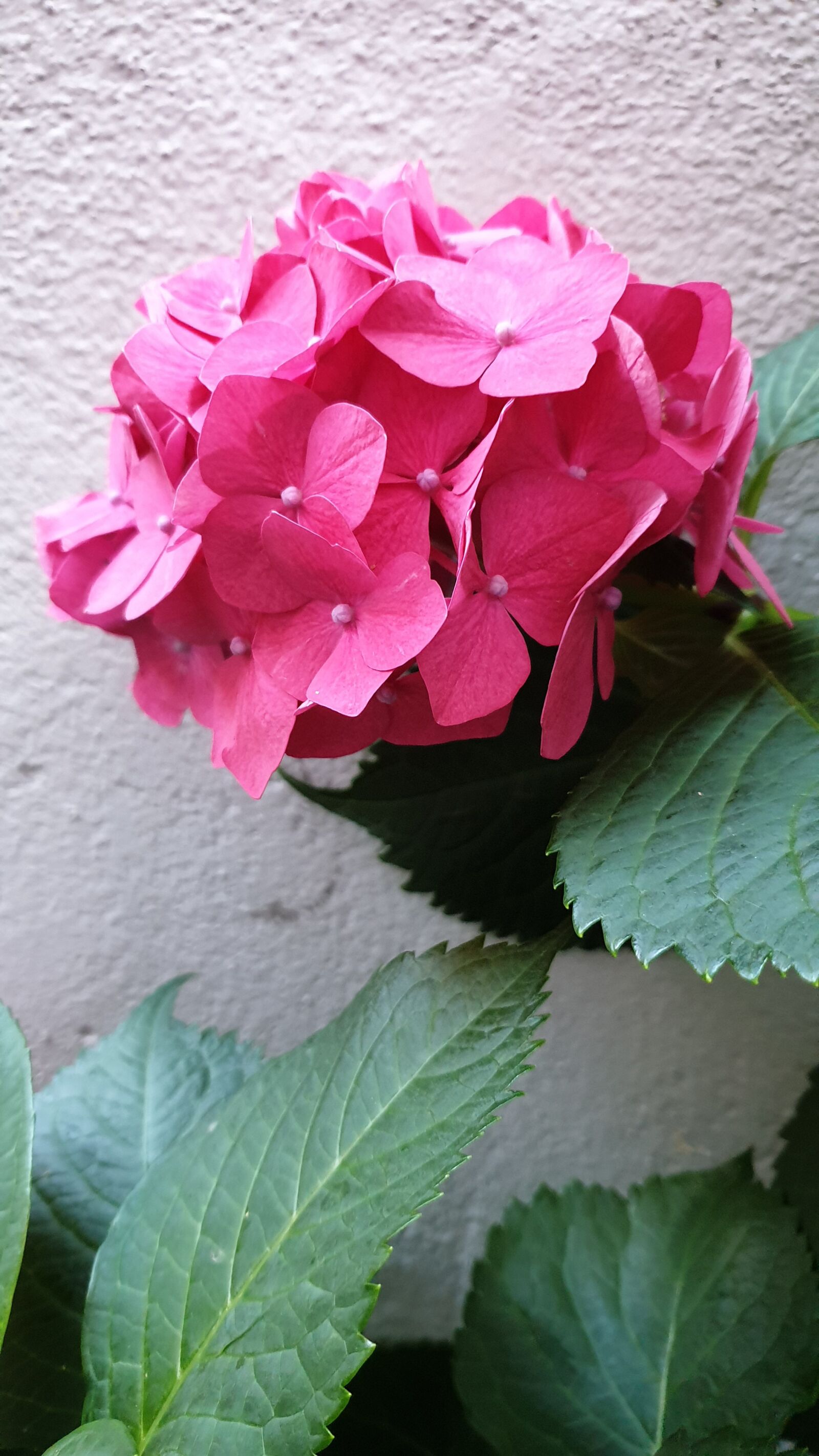 Samsung Galaxy S9+ sample photo. Korea, busan, nature photography
