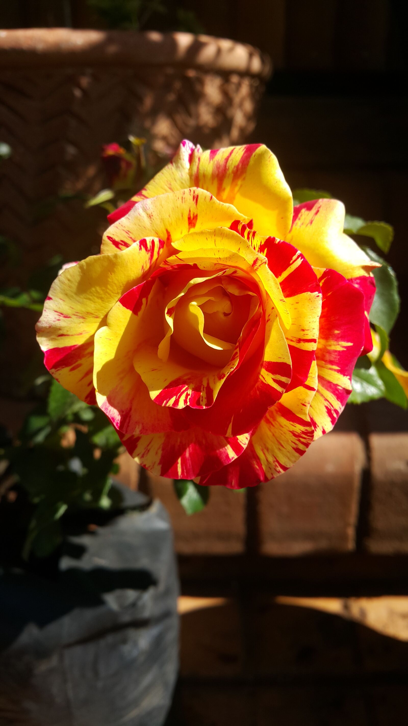 Samsung Galaxy Note4 sample photo. Rainbow nation, rose, flower photography