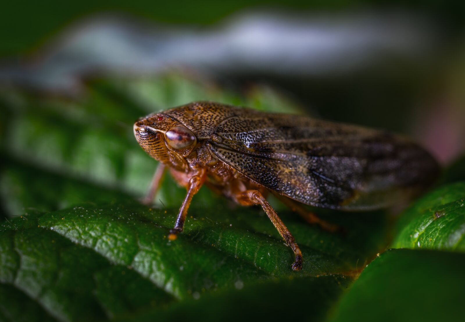#124 65/2.8 sample photo. Insect, nature, bespozvonochnoe photography