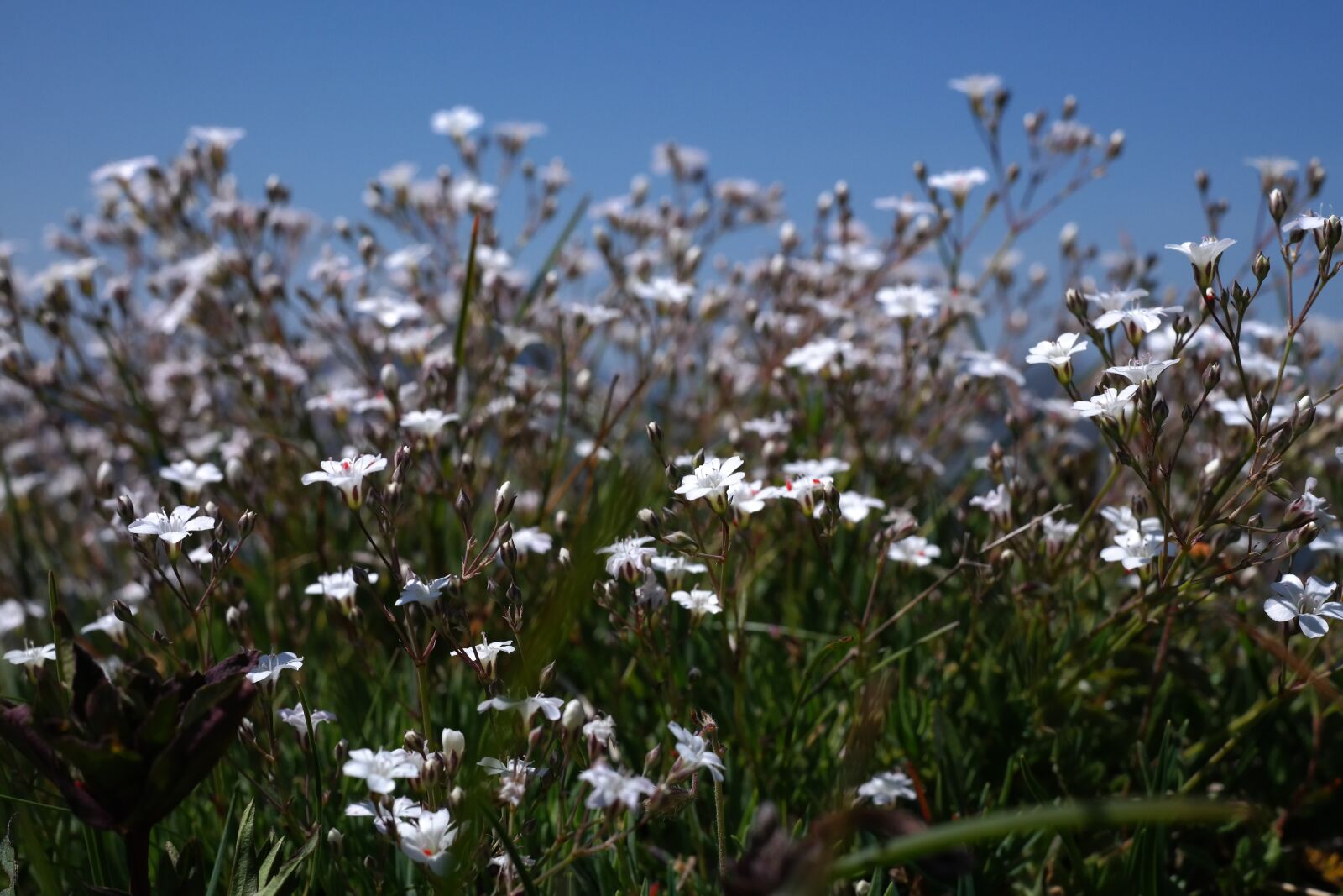 Samsung NX300 sample photo. Gypsophila repens, plant, flower photography