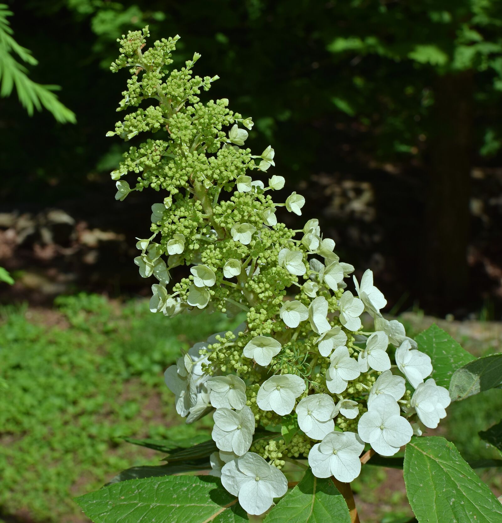 Nikon D3300 sample photo. Oak leaf hydrangea, hydrangea photography