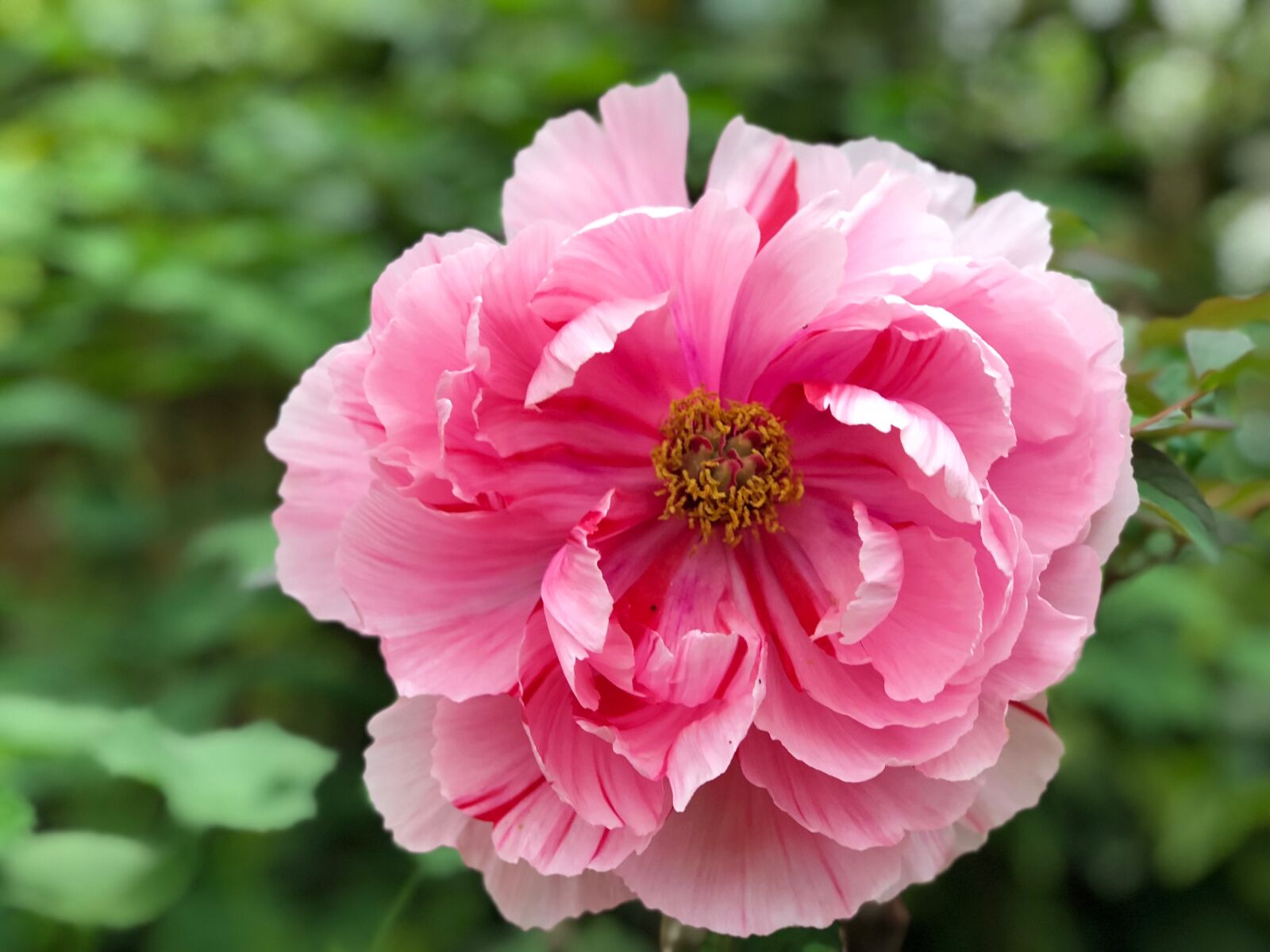 iPhone 8 Plus back dual camera 6.6mm f/2.8 sample photo. Flower, nature, plant photography