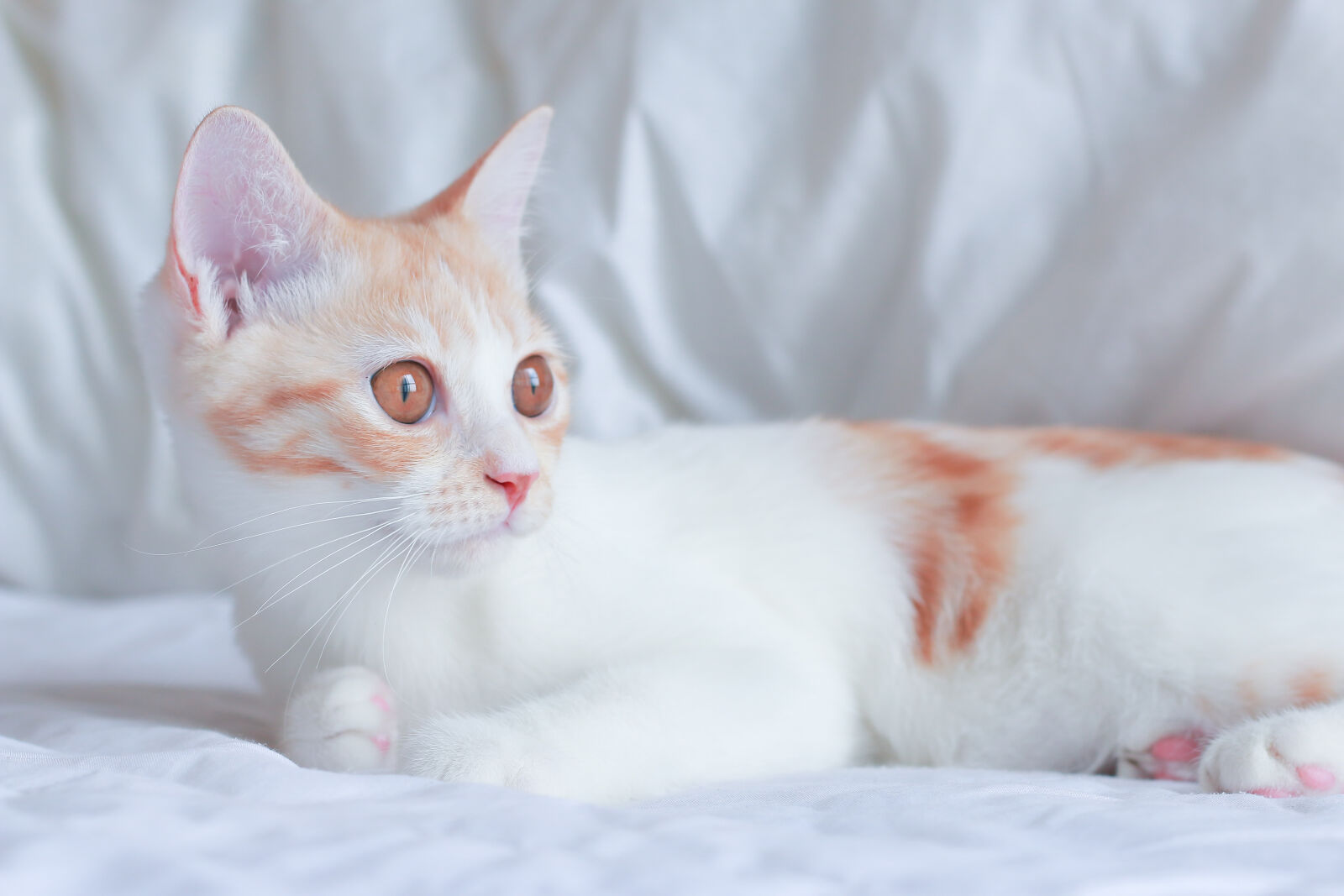 Canon EOS 70D + Canon EF 50mm F1.8 II sample photo. Cat photography