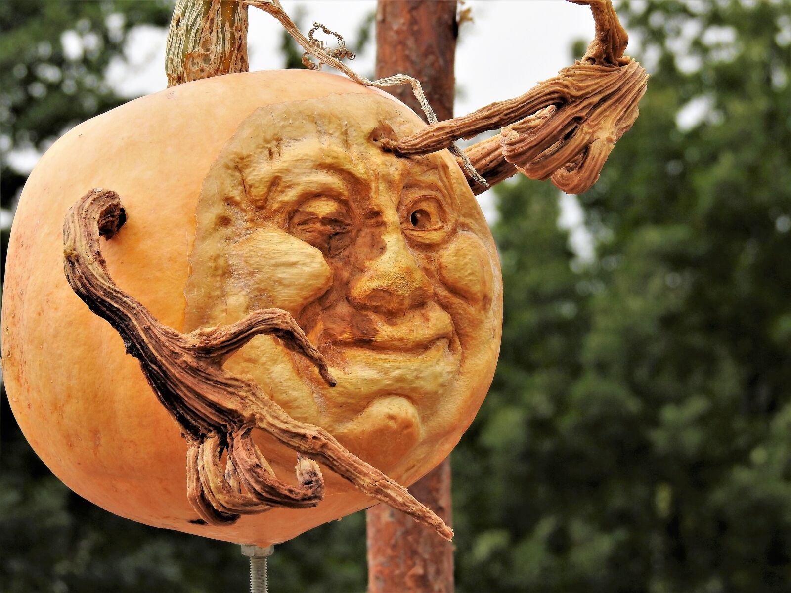 Nikon Coolpix P900 sample photo. Pumpkin, cut tear, face photography
