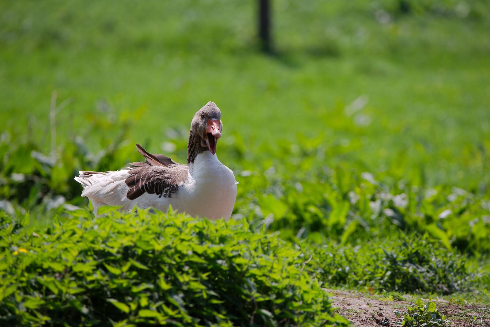 Canon EOS 6D sample photo. Nature, grass, bird photography